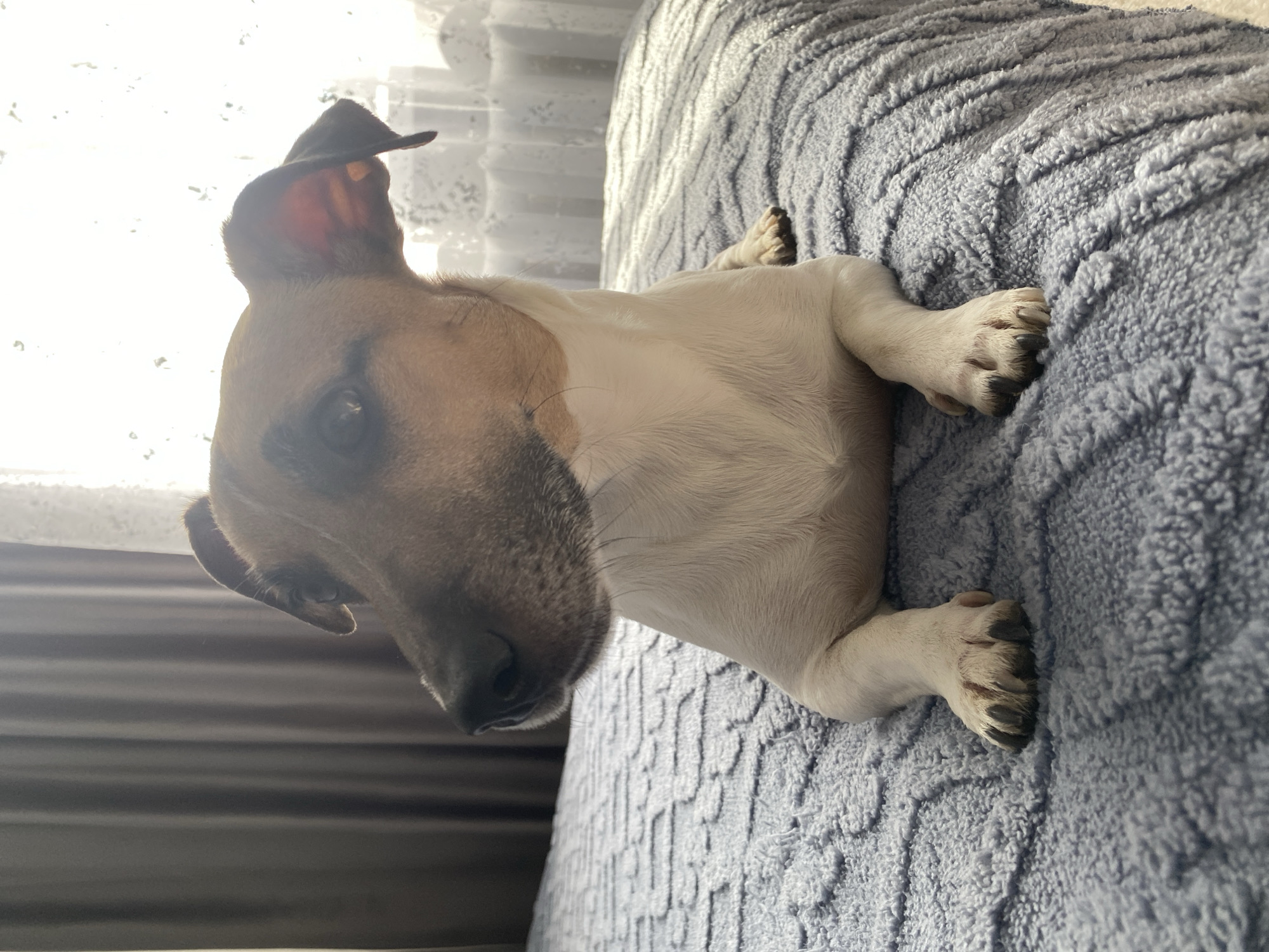 A Jack Russell Terrier dog is lying on a light blue textured blanket. The dog has a brown and white coat and black claws. The background includes sheer white curtains. The location and city are not discernible from the image.