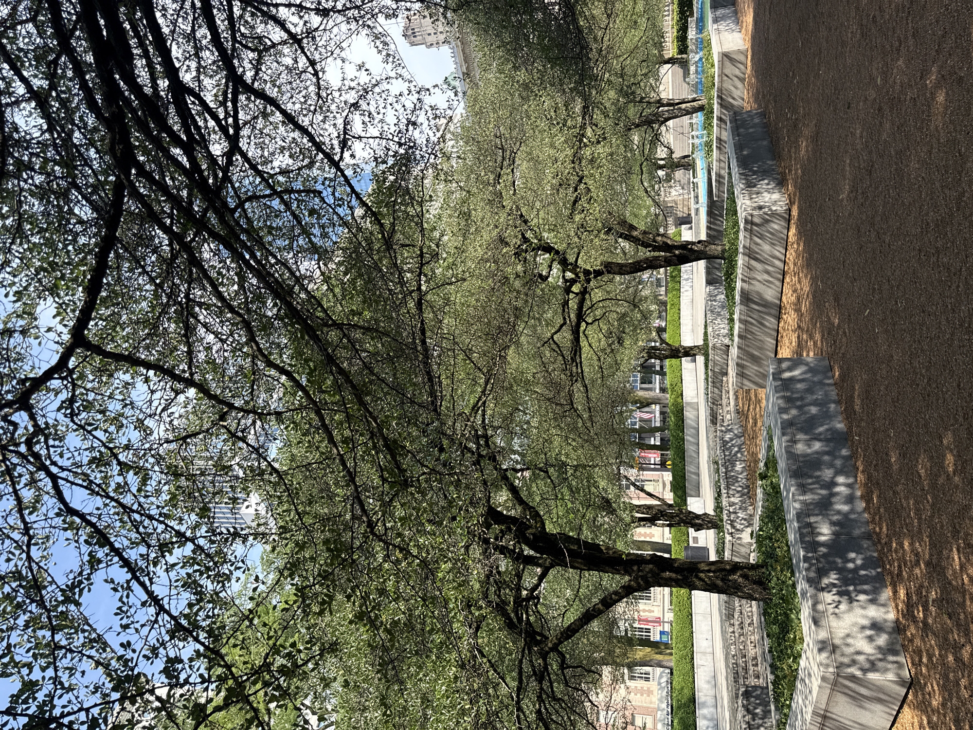 The image depicts a park area in Chicago, United States of America, featuring several mature trees with dense foliage and intricate branch structures that cast shadows on the ground. In the foreground, there are raised planters made of grey concrete, some containing greenery. The ground cover appears to be brown mulch or fine gravel. In the background, a fountain with bright blue water is visible, as well as the facades of buildings and a clear sky with some wispy clouds. The architectural style of the background buildings suggests a commercial or institutional area within the city. No people are present in the scene.