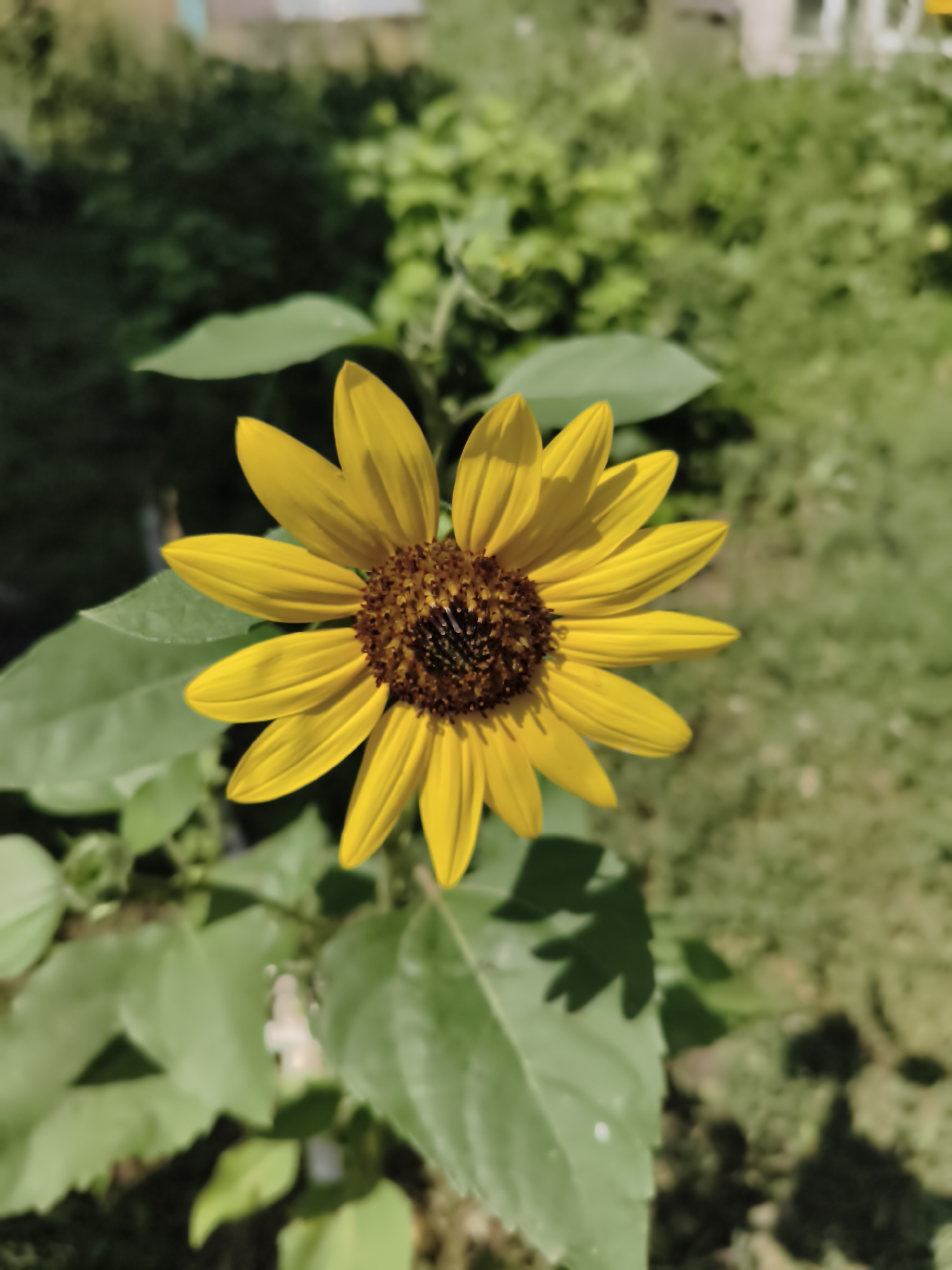 The image displays a close-up, vertical shot of a sunflower in bloom, positioned slightly off-center to the right. The sunflower features bright yellow petals radiating from a dark brown, textured center. The flower is surrounded by large, green leaves, some of which are in sharp focus while others are slightly blurred. The background is a bokeh of lush green foliage and grass, suggesting an outdoor setting. Sunlight creates soft shadows on the leaves and ground. There is no indication of a specific location within the city of Aktobe, Kazakhstan, as the image lacks any identifiable landmarks or contextual clues. No people or actions are depicted.