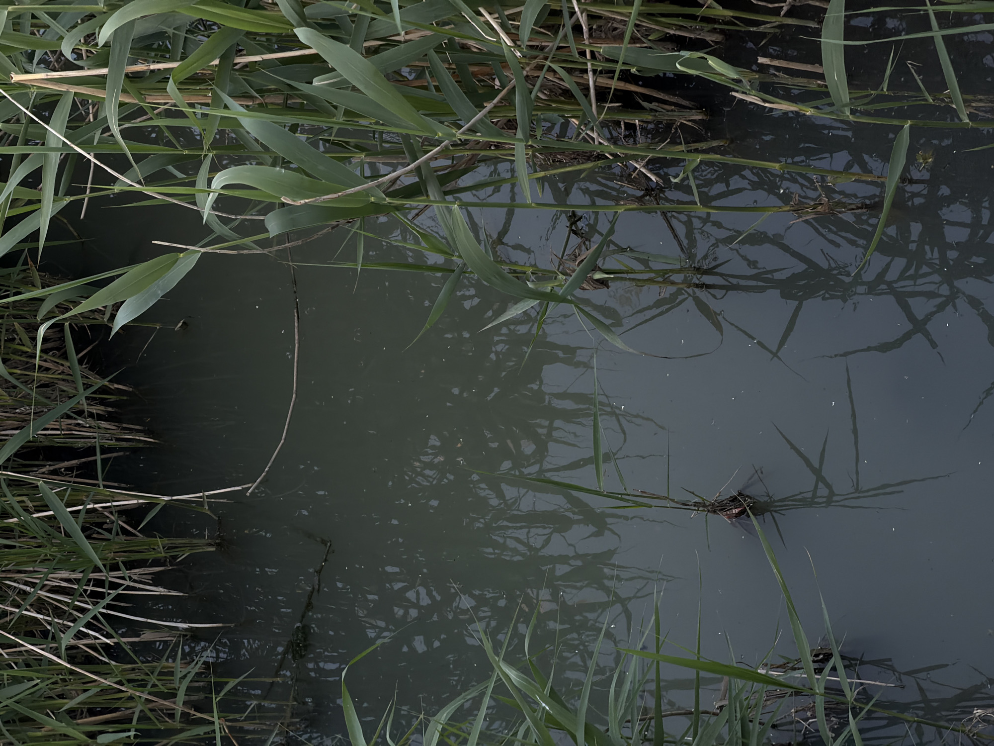 The image depicts a body of murky water, likely a small pond or slow-moving stream, surrounded by reeds and tall grasses. The water surface is rippled, suggesting a light breeze. The scene is likely located in a natural or semi-natural area in Šušanj, Montenegro, given the prevalence of vegetation. There are no people visible in the image. The focus is on the interplay between the water and the surrounding plant life.