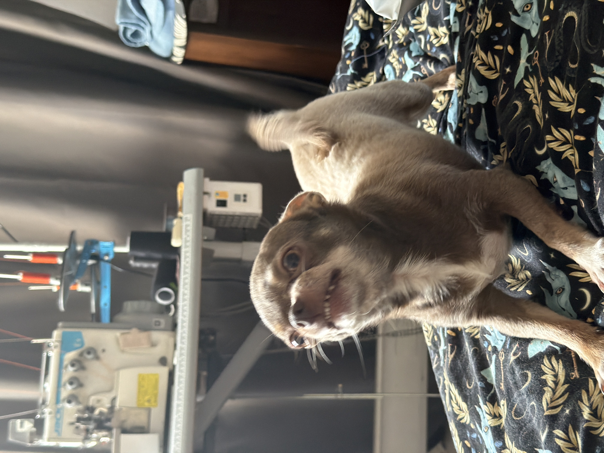 A small, light brown dog with short fur is playfully lying on its back on a patterned blanket, looking up towards the camera with a goofy expression, revealing its lower front teeth. The dog has visible whiskers and light tan fur with white markings on its chest and chin.
The blanket features a dark background with light blue stylized figures (resembling mythical creatures or cat-like heads), golden/yellow leaves, and crescent moon designs.
In the background, to the left of the dog, an industrial setting is visible, featuring components of what appears to be a sewing workshop. Elements include parts of a sewing machine, possibly a "Jack" brand machine based on a faint logo, with spools of red thread, metal levers, and control panels. A light blue rolled-up fabric or towel is also visible in the upper background.
The indoor setting is well-lit, suggesting daytime. The image is oriented sideways, adding to the playful perspective of the dog looking upwards. The overall scene captures a candid and lighthearted moment of the dog relaxing in an industrial or creative workspace in Saint Petersburg, Russia.