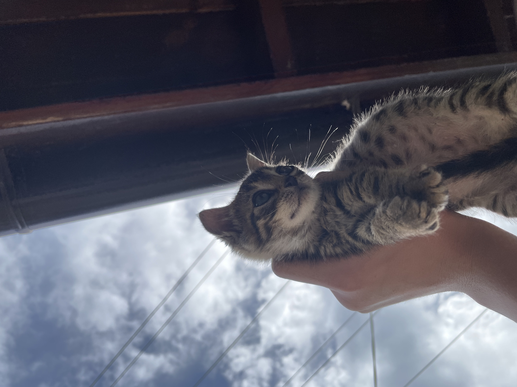 A person is holding a tabby kitten in their hand. Above them is a dark overhang, possibly a roof or balcony. The background is a cloudy sky with power lines. The location is likely Zlatograd, Bulgaria.