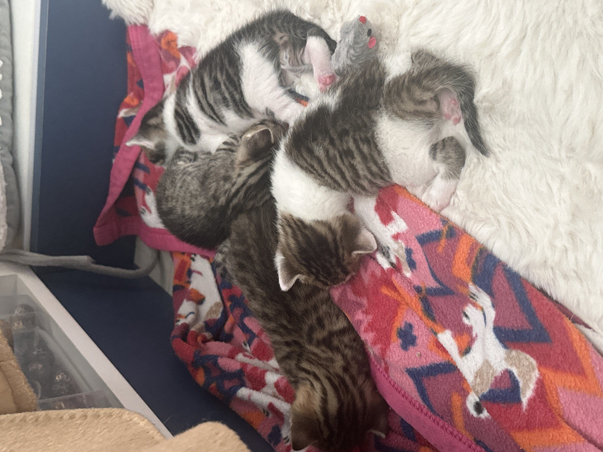 A high-angle close-up shot shows a cluster of newborn kittens lying on a pile of blankets and a white, shaggy surface. The blankets include one with a pink, red, orange, and blue geometric pattern. Another blanket appears white and fluffy. At least five kittens are visible, with varying tabby patterns of black and white or brown and black. One small gray toy mouse is among the kittens. The left edge of the frame shows a white cabinet or drawer system. The location is unspecified and not determinable from the available image, so there is no evidence indicating that the image was taken in the city of Velembusi, Montenegro.