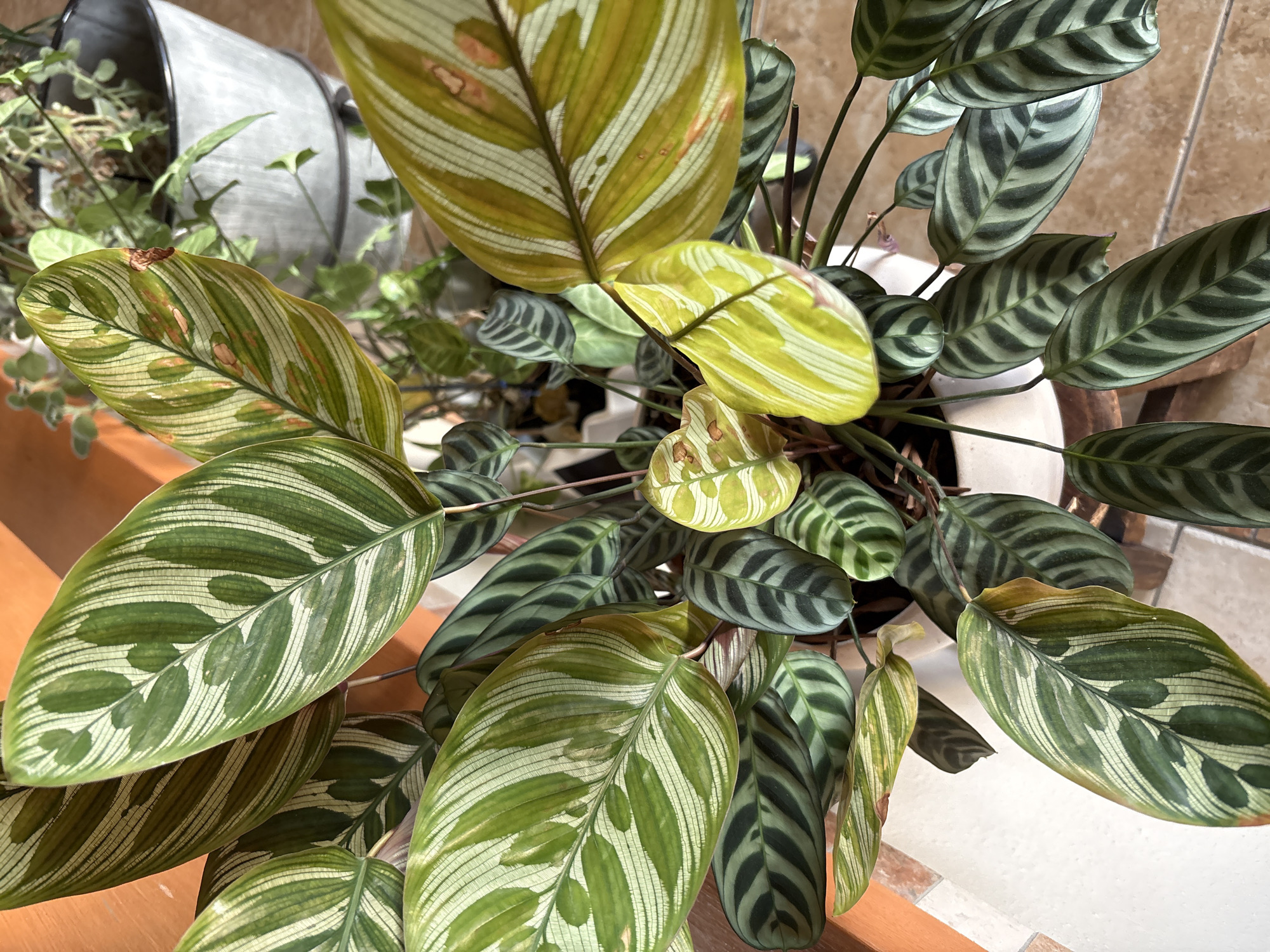 Overhead shot of two potted plants on a ledge in Jesús del Monte, Mexico. The plant on the left has broader, striped leaves in shades of green and white, with some leaves showing yellowing and brown spots. The plant on the right has darker green leaves with darker stripes. The plants are in a white ceramic pot. In the background, there is a partially visible silver metal container with small green plants. The ledge appears to be made of wood, while the background wall features tiles.