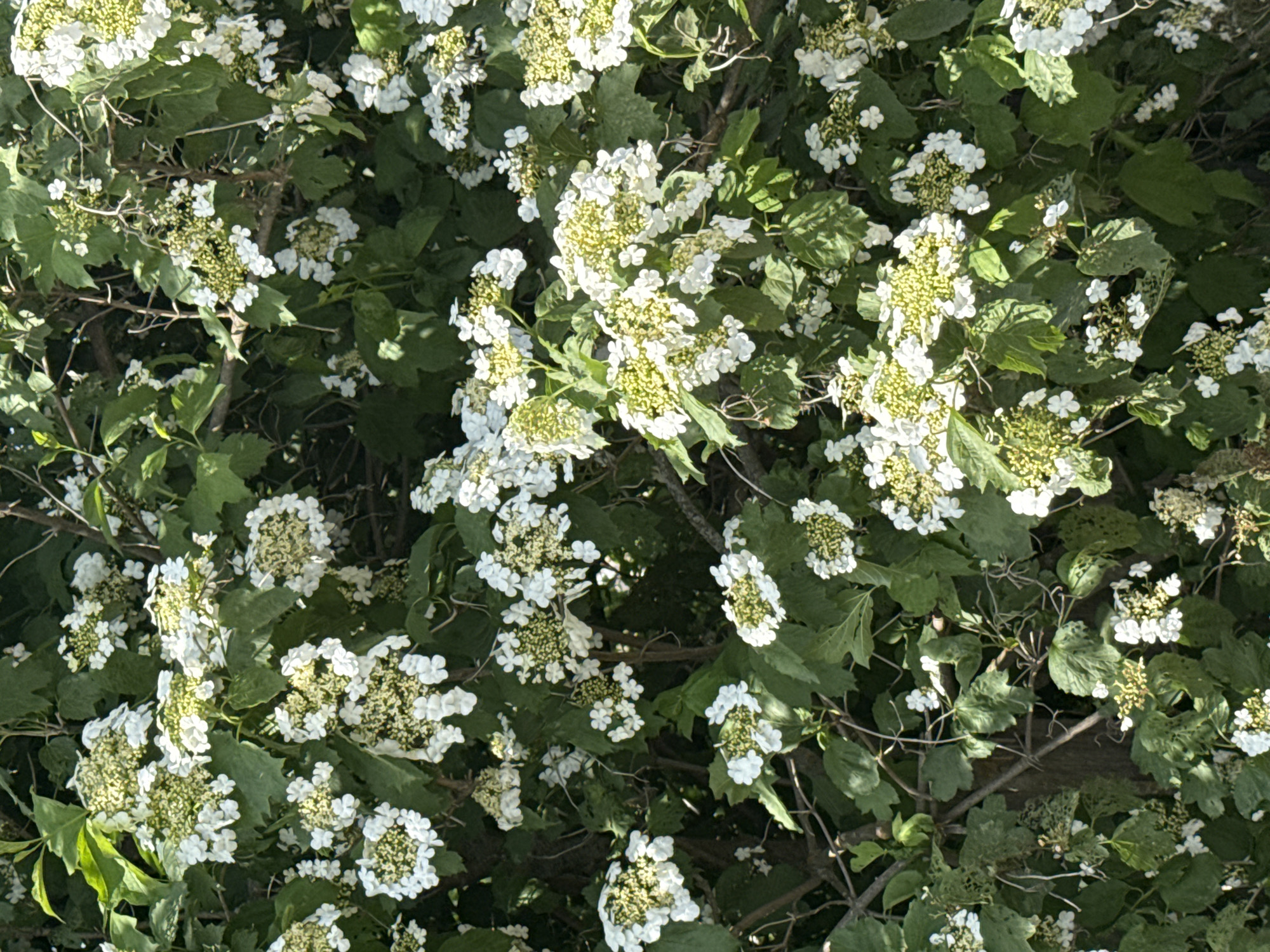 The image depicts a dense cluster of Viburnum opulus (Guelder-rose) flowers and foliage. The flowers are predominantly white with a hint of yellow in their centers. The green leaves are broad and textured. The location is Уральское, Russia.