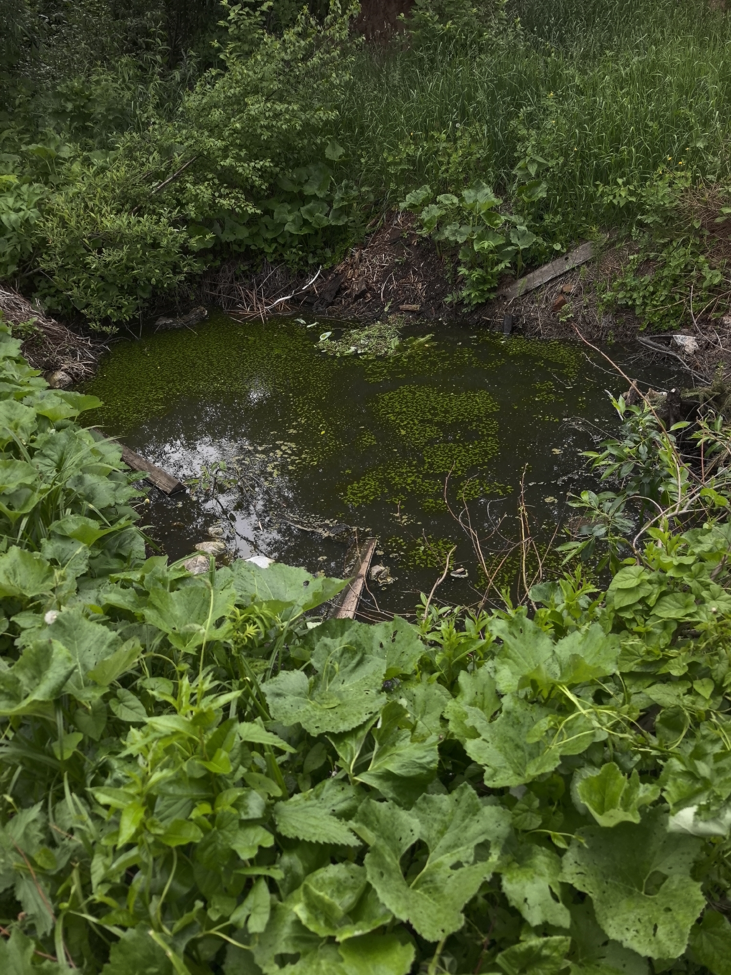 The image displays an elevated view of a small, dark body of water, likely a stagnant pond or ditch, situated within a dense, unkempt area of green vegetation. The surface of the water is extensively covered by small, bright green aquatic plants, resembling duckweed, with intermittent darker patches reflecting an overcast sky. Floating and partially submerged in the water are several objects, including a wooden plank positioned near the center-left, various smaller wood fragments, and multiple pieces of white, unidentifiable plastic debris, notably a partially submerged plastic bottle in the lower-middle section and another larger plastic object near the right bank.
The banks and surrounding landscape are heavily vegetated with diverse green flora. Tall grasses are visible on the far bank, while the left side and background are dominated by bushes and small trees. The foreground and immediate edges of the water feature large-leaved plants, consistent with burdock (*Arctium* species), many of which exhibit visible holes and irregularities indicative of insect damage. The banks themselves are composed of earth and debris, including accumulated dry branches, twigs, and a distinct wooden plank partially embedded on the right side. Additionally, reddish-brown fragments, possibly brick or tile, are scattered near this plank. No individuals, actions, or direct interactions are visible within the frame. The scene is static, illuminated by diffuse natural light suggesting an overcast day. This scene is located in the city of Noviy, Russia.