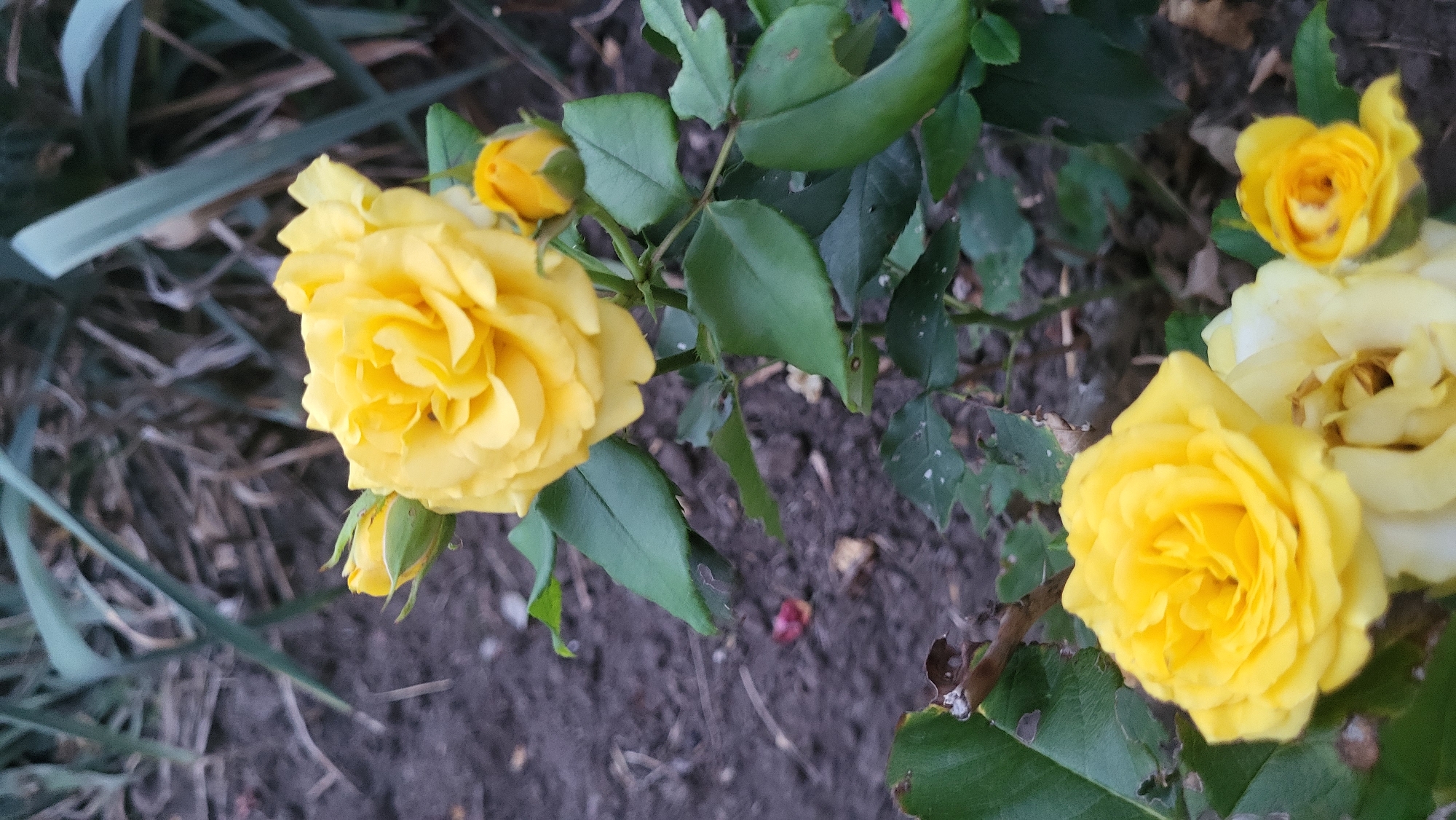 In Smila, Ukraine, a close-up shot captures a cluster of yellow roses and buds against a dark soil background. The roses are vibrantly yellow, with layered petals, and some are fully bloomed while others are still developing buds. The leaves are a deep green, some showing signs of minor damage. The ground beneath the roses is dark, rich soil, with a few dry leaves scattered on its surface. The background is blurred, with hints of green foliage and dry grass, suggesting an outdoor garden setting.