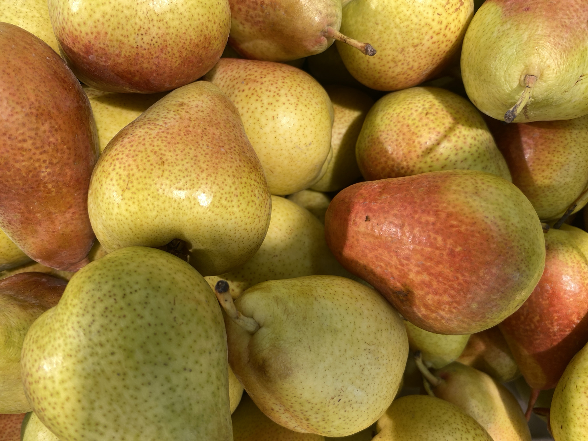 A close-up shot shows a pile of pears. The pears are yellow with red blush. The pears are sitting on top of each other, fully filling the frame. The background is out of focus. There is no indication of the pears' location, the city of Noviy, Russia or any people.