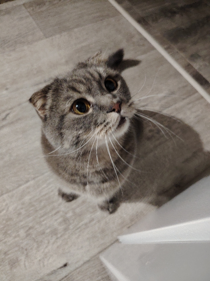 An indoor photograph depicts a grey tabby Scottish Fold cat, distinguished by its folded ears and striped fur pattern, seated on a light-colored, plank-patterned floor. The cat has prominent round amber eyes and white whiskers, and is looking upwards and slightly to the right of the frame. A white, indeterminate object or surface is partially visible along the bottom right edge of the image. The image itself contains no visual information to corroborate the requested location in the city of Марковский, Russia.