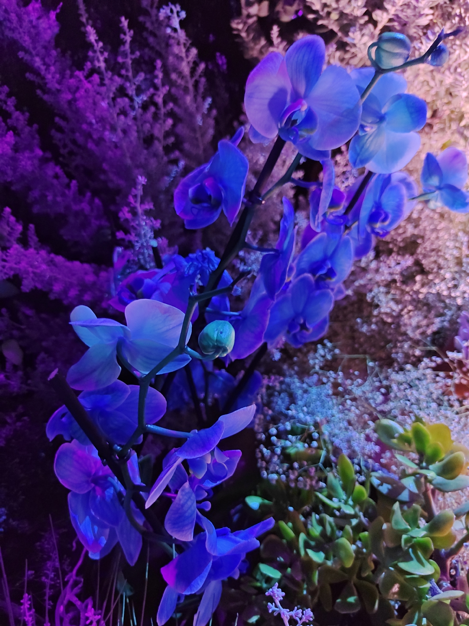 A close-up, overhead shot captures a cluster of vibrant blue orchids against a blurred background of purple foliage and delicate white flowers. The lighting in the image is dramatic, casting deep shadows and highlighting the iridescent blue and purple hues of the orchids. The overall effect is one of ethereal beauty, with the flowers appearing to glow under the intense illumination. The image does not contain any discernible elements that would allow for the identification of a specific location within Tel-Aviv, Israel.
