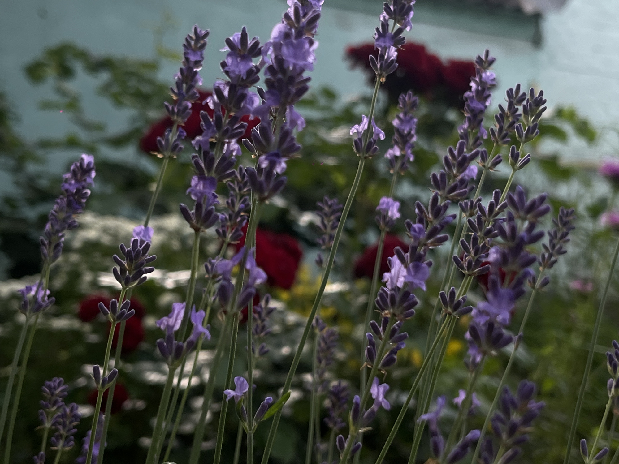 This media file is a close-up, shallow-depth-of-field photograph of several stalks of blooming lavender. The lavender flowers are a vibrant purple and are clustered densely along the stems. The background is softly blurred, showing hints of deep red flowers, possibly roses, and lush green foliage. The lighting suggests it is daytime, with sunlight illuminating the lavender and creating highlights on the petals. The overall mood is serene and natural, evoking a sense of a peaceful garden setting. The specific location context provided is Novopokrovskaya, Russia. No people or text are visible in the image.