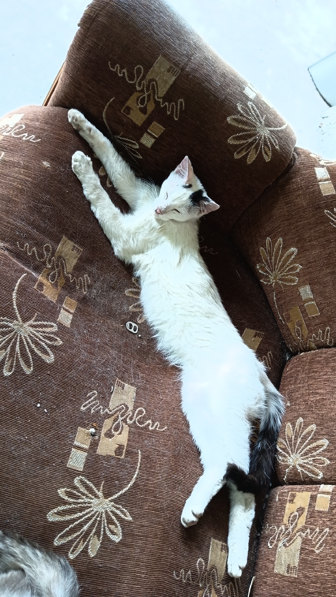 A white cat with black markings on its head and tail is lying stretched out on a brown sofa with a floral and geometric pattern. The cat's eyes are closed, and its paws are extended. The sofa appears to be indoors, with natural light coming from an unseen window. The environment is a domestic setting. No specific location in Ashtarak, Armenia can be identified from the image.