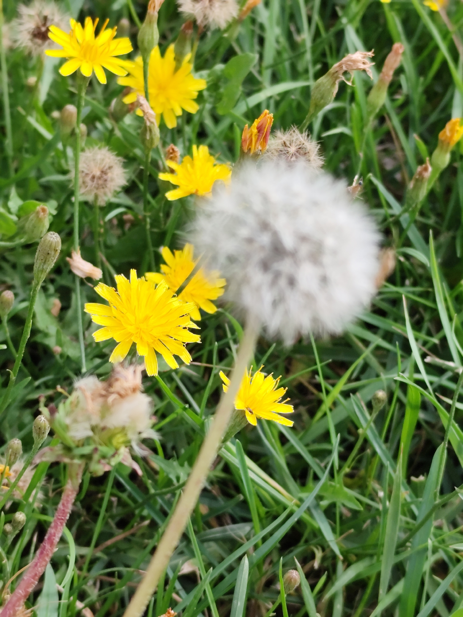The image captures a close-up, eye-level view of dandelions in a grassy area. The primary subjects are several bright yellow dandelion flowers in various stages of bloom, along with a prominent, fuzzy white dandelion seed head in the foreground, slightly out of focus. Several green dandelion buds are also visible, along with dried, brown seed heads. The surrounding environment consists of lush green grass, with some blades appearing more mature and wispy. The lighting suggests an outdoor setting, likely during daylight hours. There are no people or animals present in the scene. The image does not provide any specific geographical markers that would allow for its location to be pinpointed to a particular city like Petropavl, Kazakhstan, or any other specific urban location.