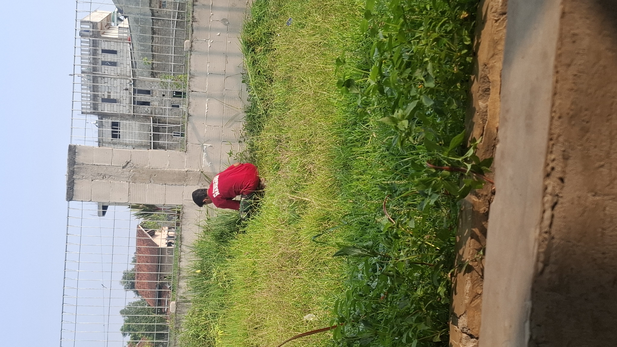 An overhead view captures a person in a red shirt squatting in a grassy area, engaged in trimming the grass. The scene is set against a backdrop of a wire fence and a building construction, likely in Rahong, Indonesia. The weather appears clear and sunny.