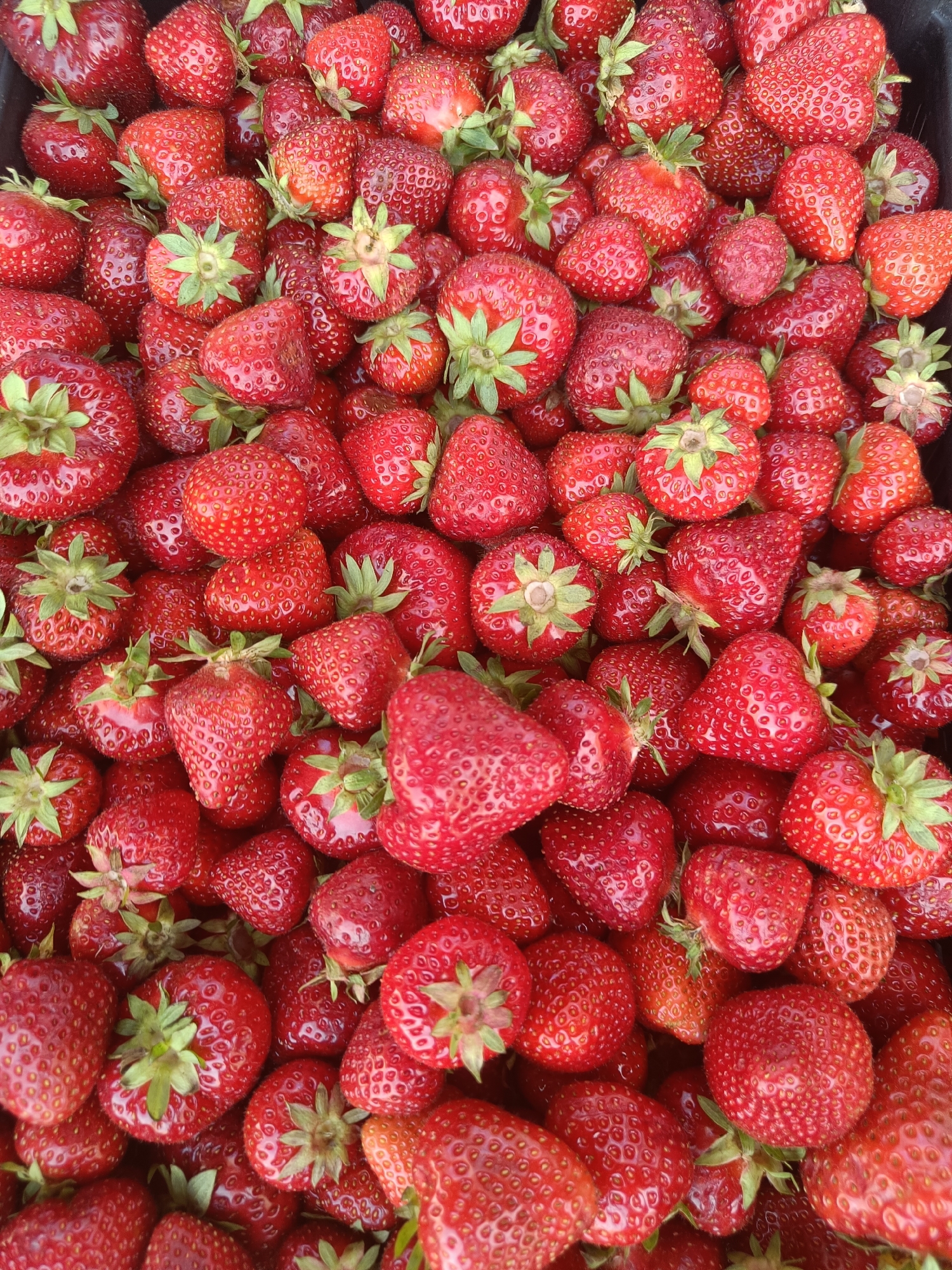 This media file is a close-up, high-angle shot of a large pile of ripe strawberries. The strawberries are a vibrant red and fill the entire frame, with some leaves and stems visible. The lighting suggests it is daytime, and the overall impression is one of abundance and freshness. The image appears to be a product shot or an image intended to showcase the quality of the fruit. There is no visible text. The context provided indicates the location is Krasnodar, Russia.