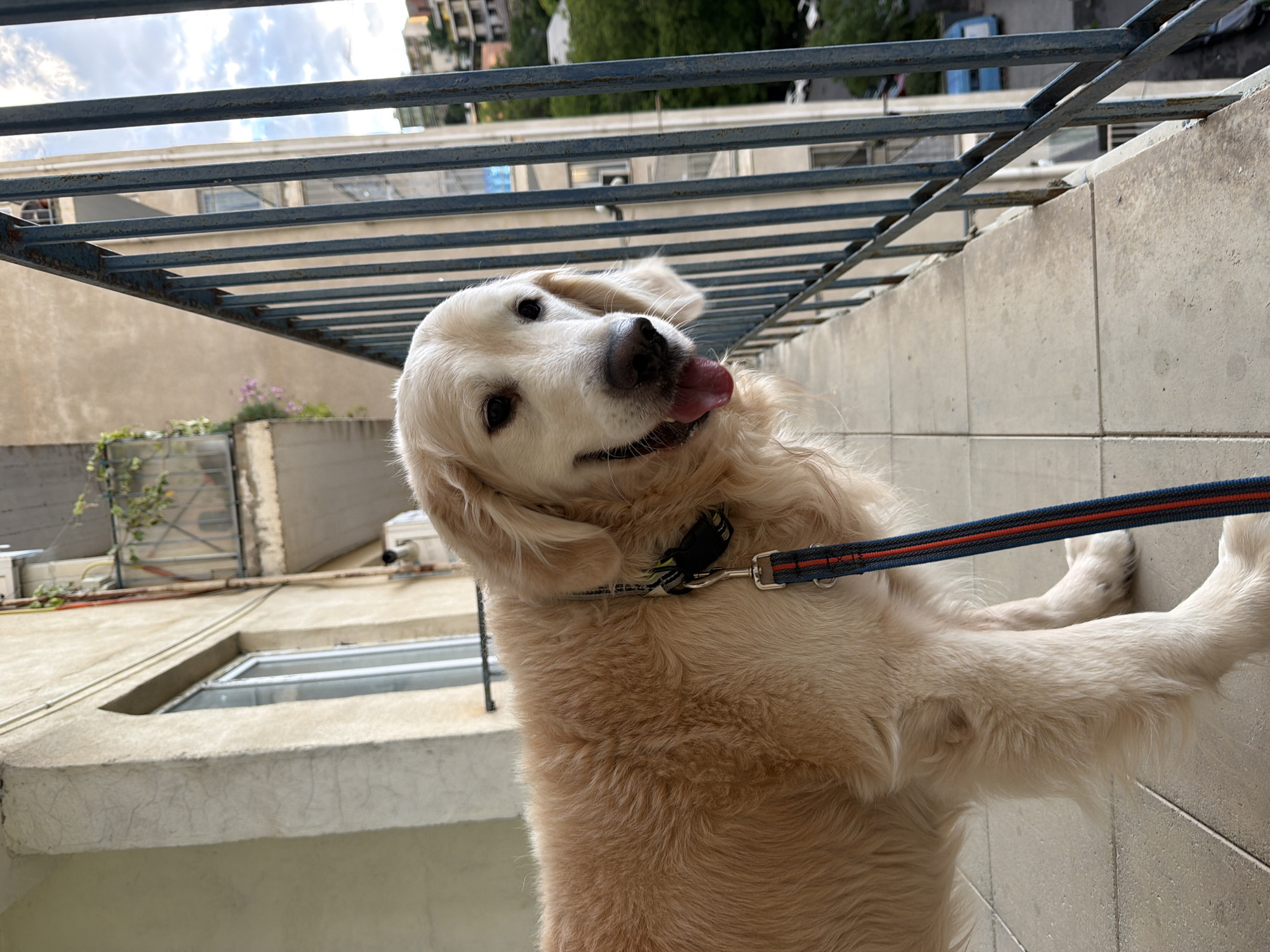 A medium shot depicts a golden retriever on a leash, standing on a balcony in what appears to be an urban setting. The dog is looking towards the camera with its tongue slightly out. The balcony has a metal railing. In the background are buildings, possibly in Tbilisi, Georgia, given the architectural style. The sky is visible, partly cloudy. The photograph seems to be taken from a slightly tilted angle.