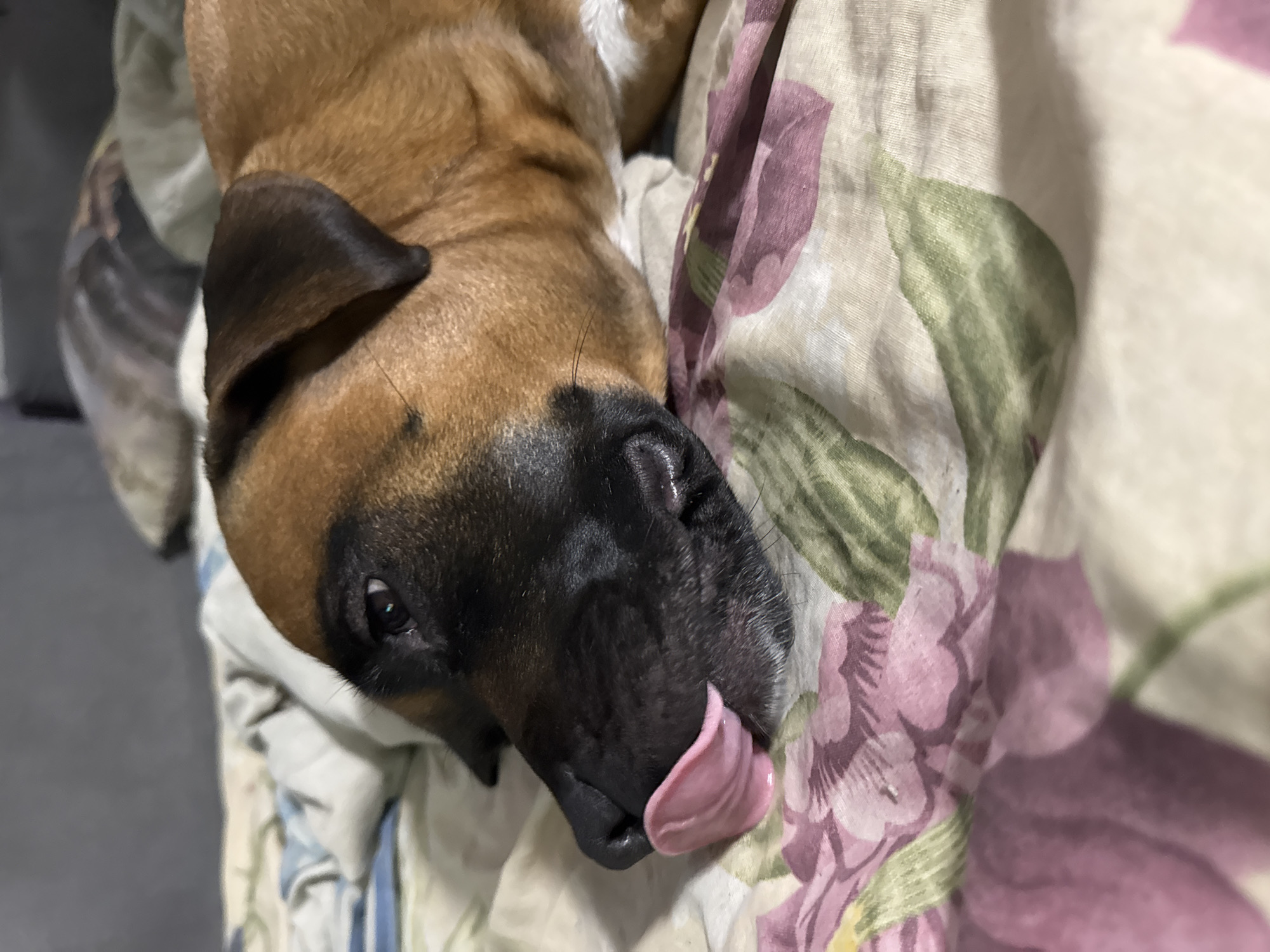 A tan and black dog lies on a pillow with a floral pattern. The dog's tongue is sticking out. The location is unknown and cannot be determined from the image. The city of Chaikovsky, Russia, is not mentioned or discernible from the image.
