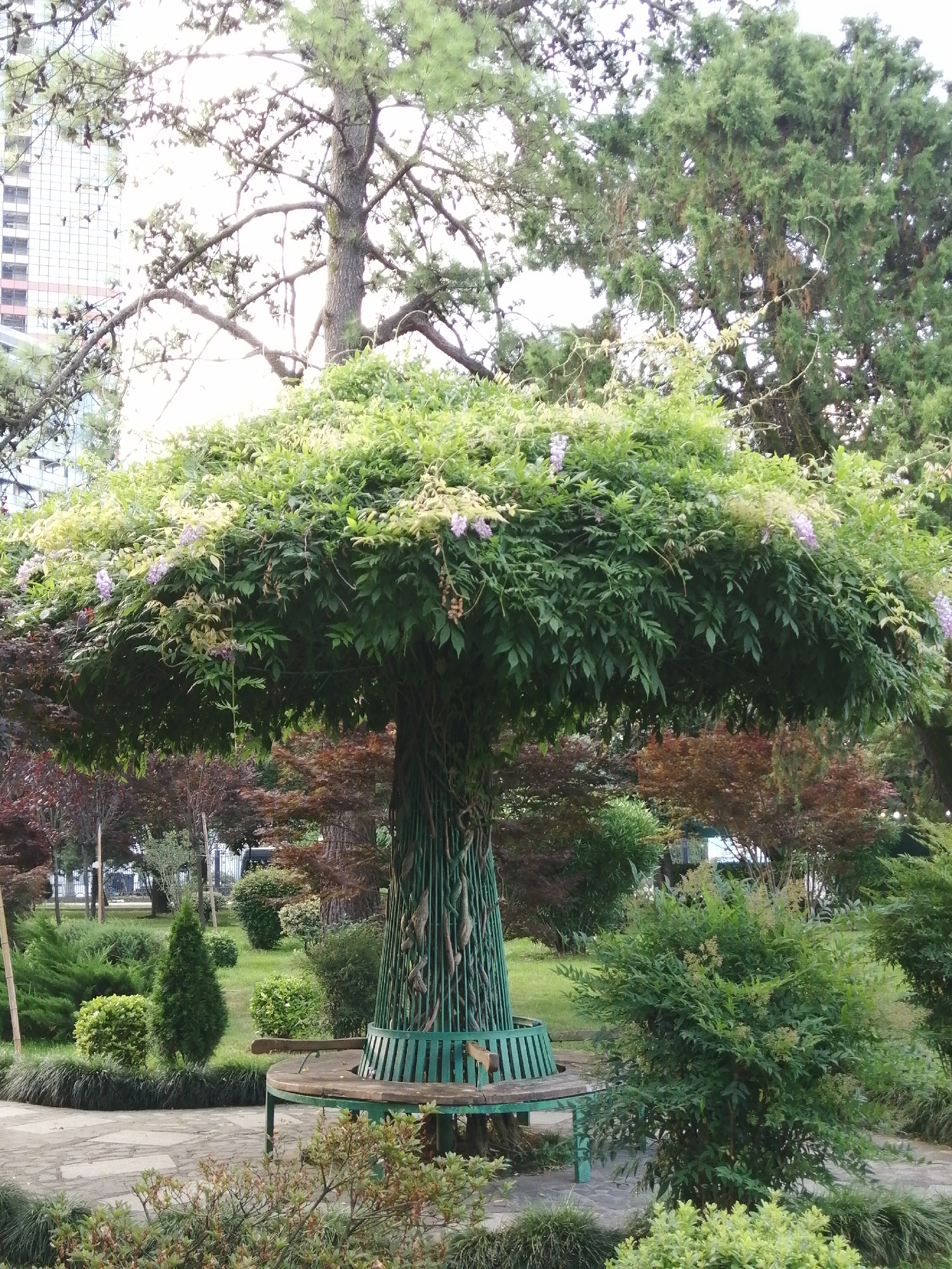 The image depicts a uniquely shaped tree in Batumi, Georgia. The tree is heavily laden with green foliage and flowering vines, creating a broad, umbrella-like canopy. The trunk is interwoven with what appears to be a metal cage structure, giving it a sculpted, almost artificial appearance. A circular wooden bench with a green metal frame is situated beneath the tree. The surrounding environment includes manicured greenery, a paved walkway, and other trees with autumnal colored leaves. In the background, a modern building with a glass facade is visible. The scene appears to be a public park or garden.