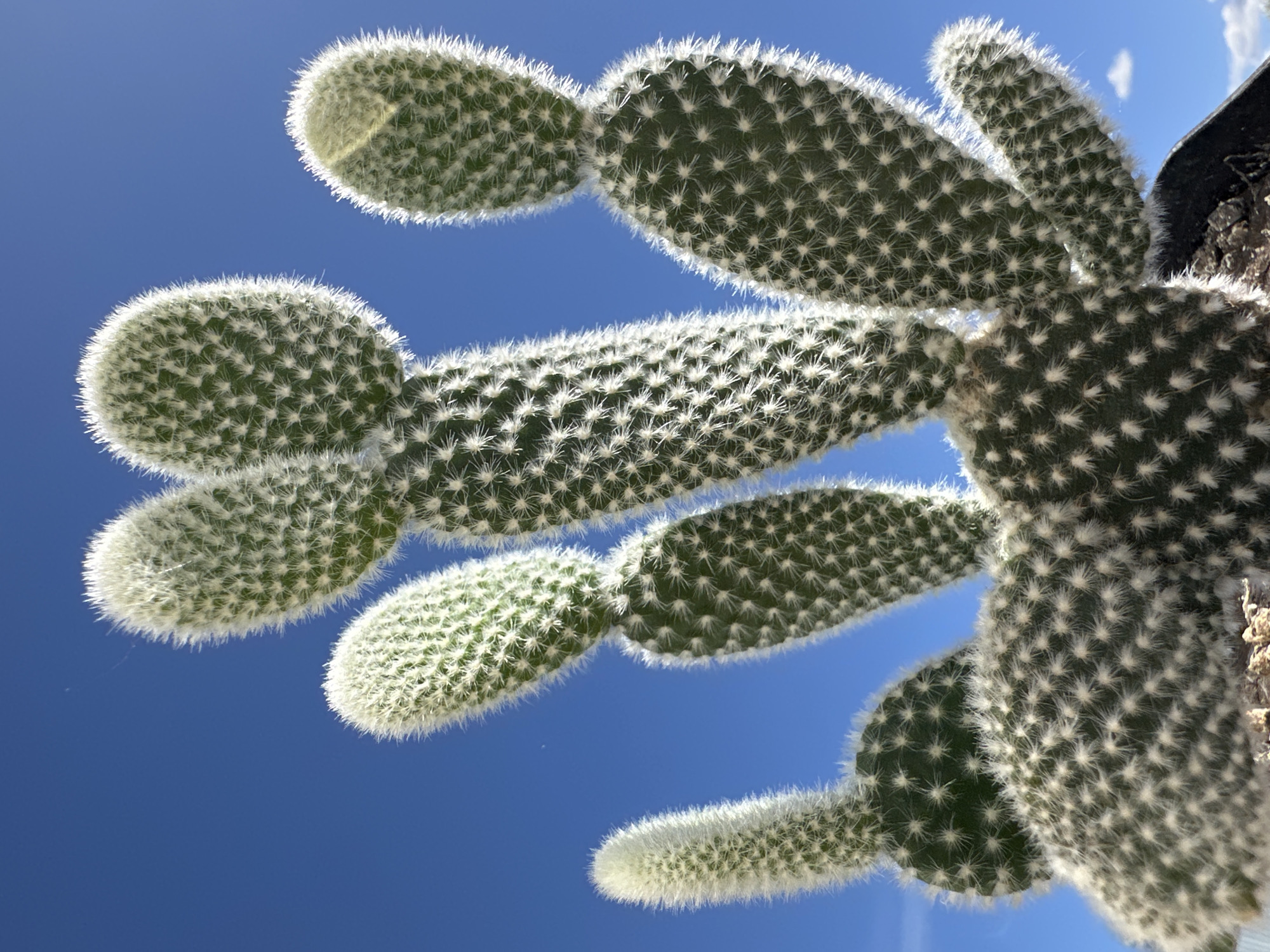 The image shows a close-up, low-angle view of a cactus, possibly a bunny ears cactus (Opuntia microdasys), against a clear blue sky. The cactus pads are covered in white glochids (small spines). The photo appears to have been taken outdoors. There is no information about the location or city.