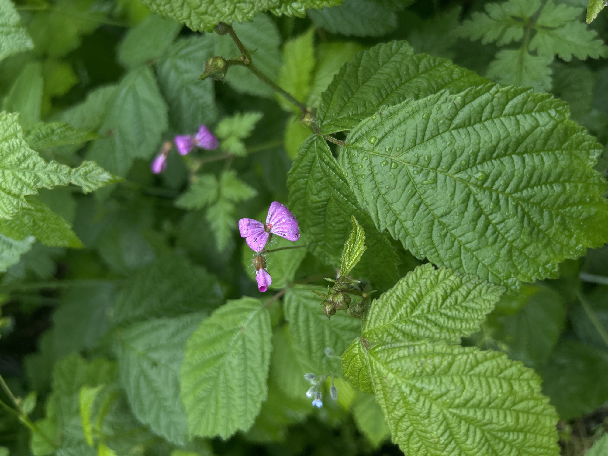 The image shows a close-up of foliage, potentially in an urban garden or natural area in an unknown city. The primary subjects are various green leaves, some large and textured with water droplets, and others smaller and less defined. There are also small pink flowers present among the leaves. The overall scene is lush and overgrown, suggesting a natural or semi-natural environment. No people or animals are visible.