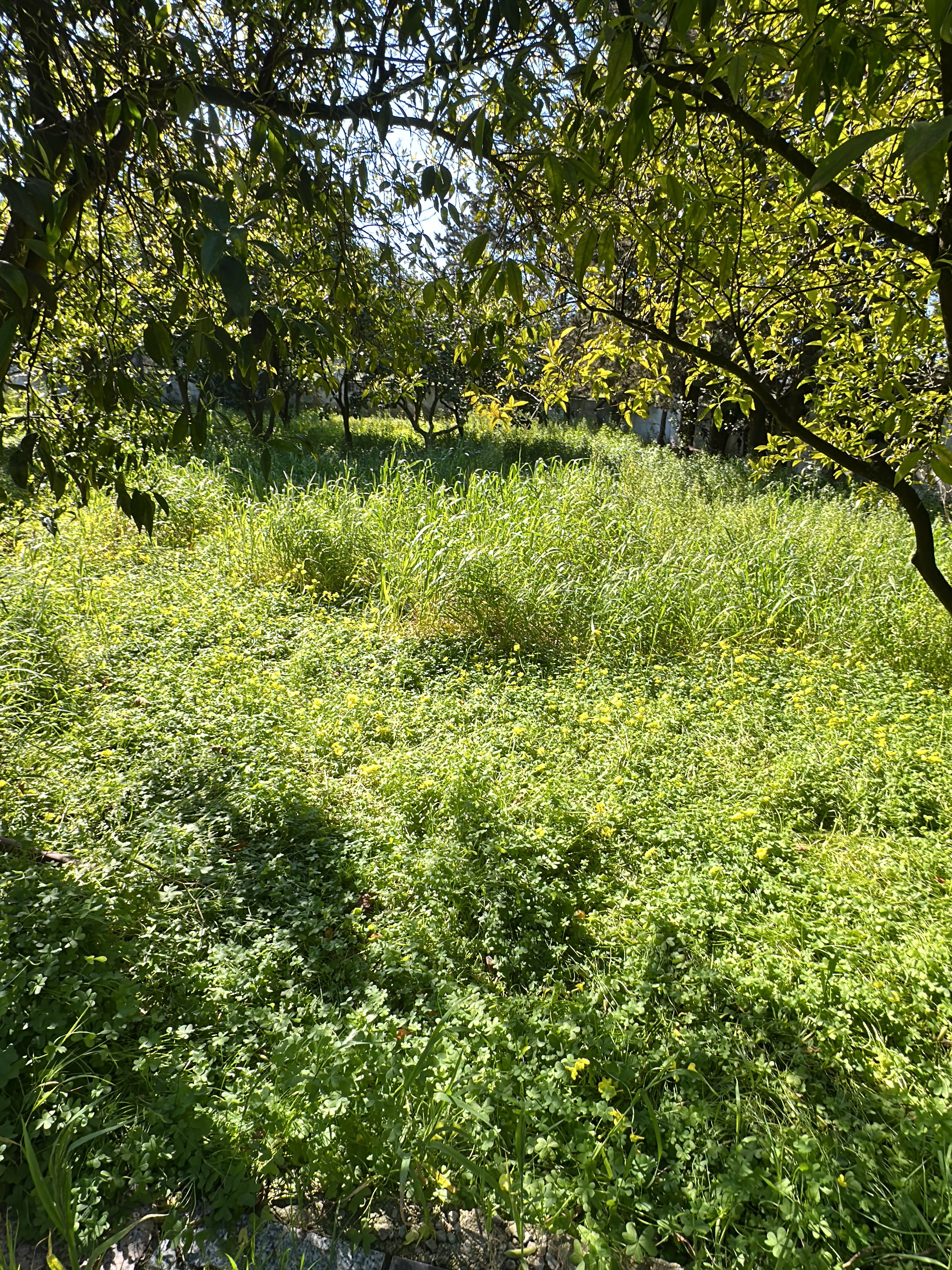The image shows an overgrown field with tall grass and low-lying vegetation, possibly clover, under the dappled light of trees. The scene suggests an unmaintained or wild area. Through the trees, other trees are visible. The location is inferred to be in Cutrofiano, Italy, based on the user's prompt. The image doesn't show any people, actions or interactions. Only the environment and plants in it are visible.