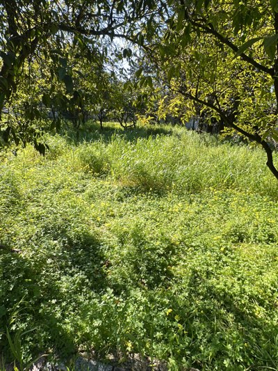 The image shows an overgrown field with tall grass and low-lying vegetation, possibly clover, under the dappled light of trees. The scene suggests an unmaintained or wild area. Through the trees, other trees are visible. The location is inferred to be in Cutrofiano, Italy, based on the user's prompt. The image doesn't show any people, actions or interactions. Only the environment and plants in it are visible.