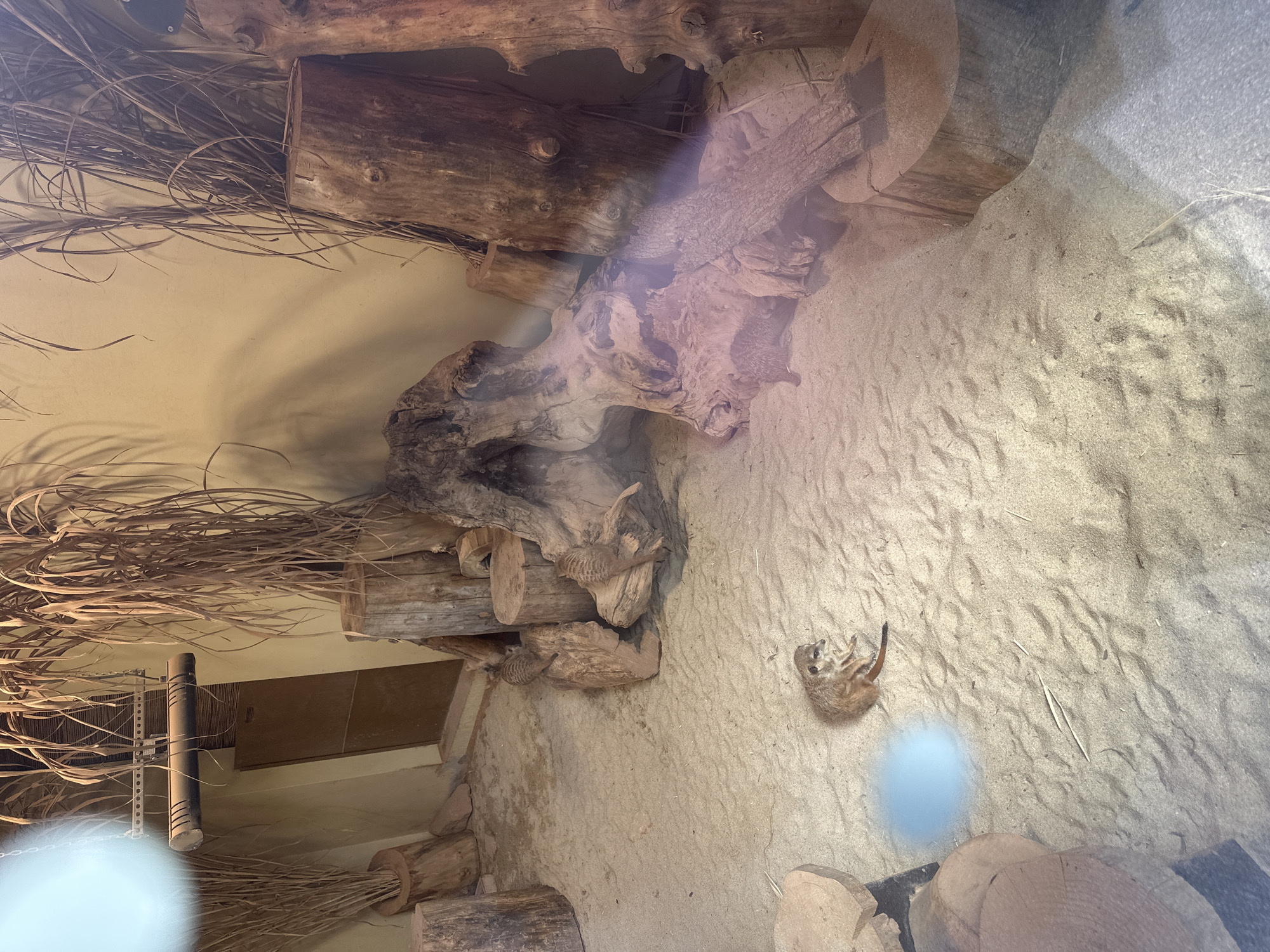 The image depicts a meerkat enclosure, potentially in a zoo, given the constructed environment. The enclosure features sand substrate, wooden logs and structures creating hiding places and climbing opportunities for the meerkats. One meerkat is visible lying on its back in the sand, and it is likely relaxing or sunbathing. Other meerkats are visible among the wooden structures. Based on the availability of meerkats in the Wrocław Zoo, this photo was taken in the Wrocław Zoo, Poland. The photograph is taken from above, looking down into the enclosure.