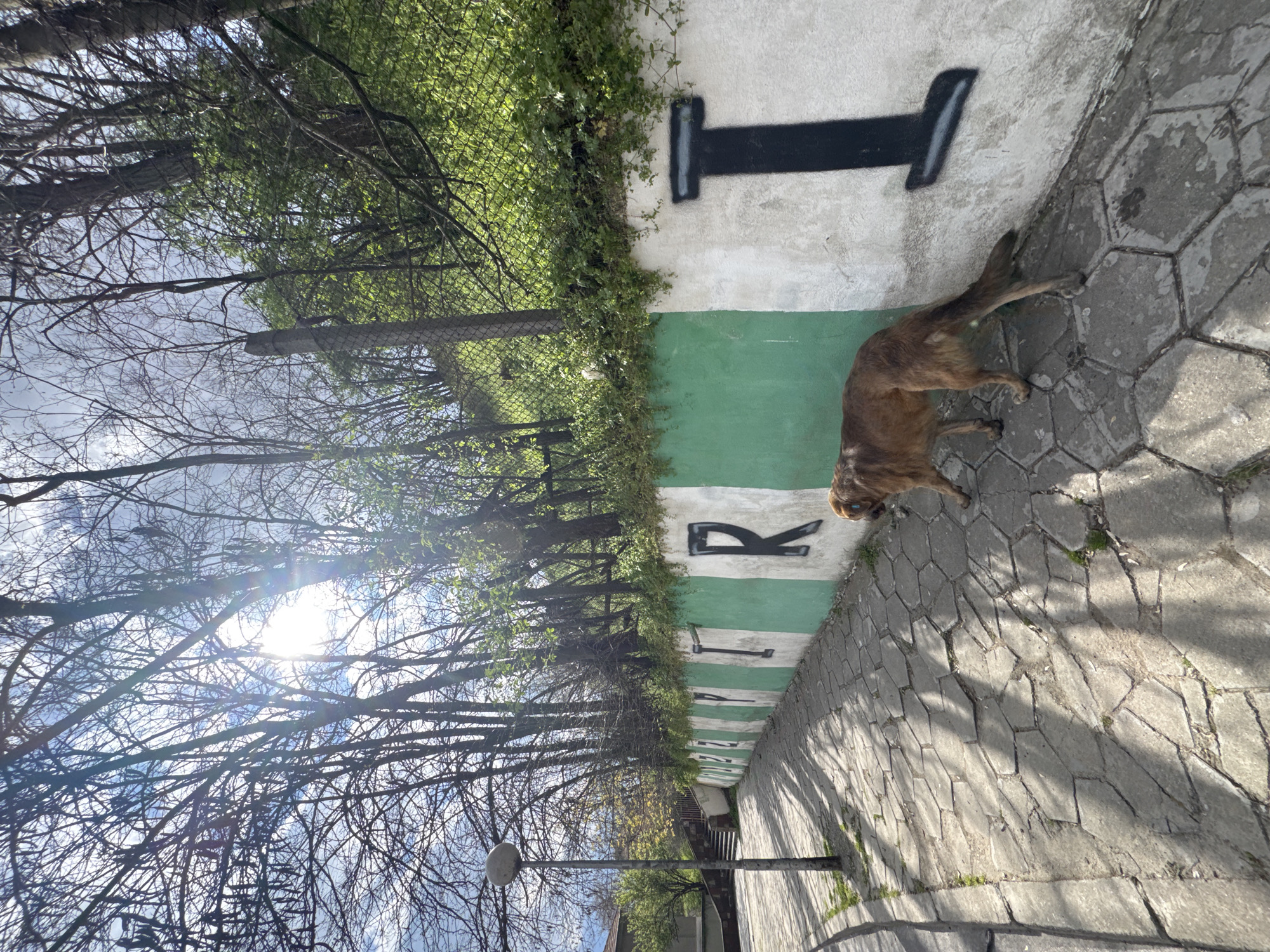 A horizontal photograph depicts a dog standing on a gray brick pathway alongside a wall painted with green and white stripes, each displaying a black letter. From left to right, the letters appear to spell a word but are partially obscured by vegetation and the image's orientation. The top of the wall is lined with dense green foliage, partially obscuring a chain-link fence and trees behind it.
Bare trees without leaves are visible on the left, stretching into the sky, which is bright and cloudy. A lamppost is positioned at the bottom left of the frame. The dog is brown and seems to be standing near the letter 'T' on the wall. The photograph appears to have been rotated 90 degrees clockwise.
The location is likely near the American University in Bulgaria, in the city of Blagoevgrad. The wall is adjacent to the AUBG campus, defining a path along the Blagoevgradska Bistritsa River.