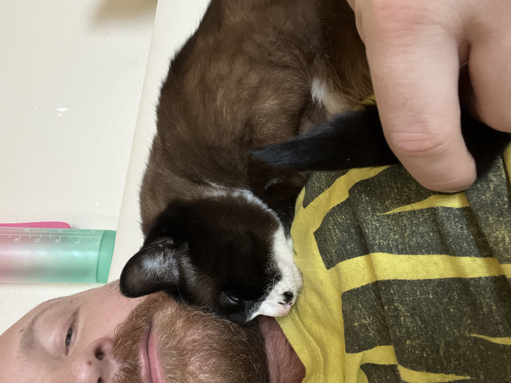 A close-up, low-angle shot shows a bearded man with a cat resting on his head and chest. The cat is predominantly brown and black, with white markings on its face. It is lying down with its eyes partially closed. The man's face is visible, showing part of his forehead, eyes, nose, mouth, and beard. He appears to be lying down, as indicated by the angle of the shot. He is wearing a yellow and black striped shirt. In the upper left corner of the image, a partially visible green and pink measuring tool can be seen. The background is a plain, light-colored wall. The location is unknown and there is no evidence in the image to support the claim that it is in Noviy, Russia.