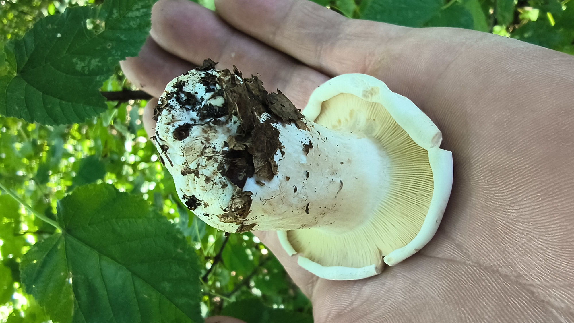 A close-up, slightly overhead shot shows a person's hand holding a white mushroom with a thick stem and a wide, pale yellow, gill-covered cap. The mushroom is partially covered in brown dirt and leaf debris. The hand is lightly tanned and shows visible fingerprints. The background is softly focused, revealing green foliage, suggesting an outdoor, natural environment, possibly in the city of Mikhaylovka, Russia.