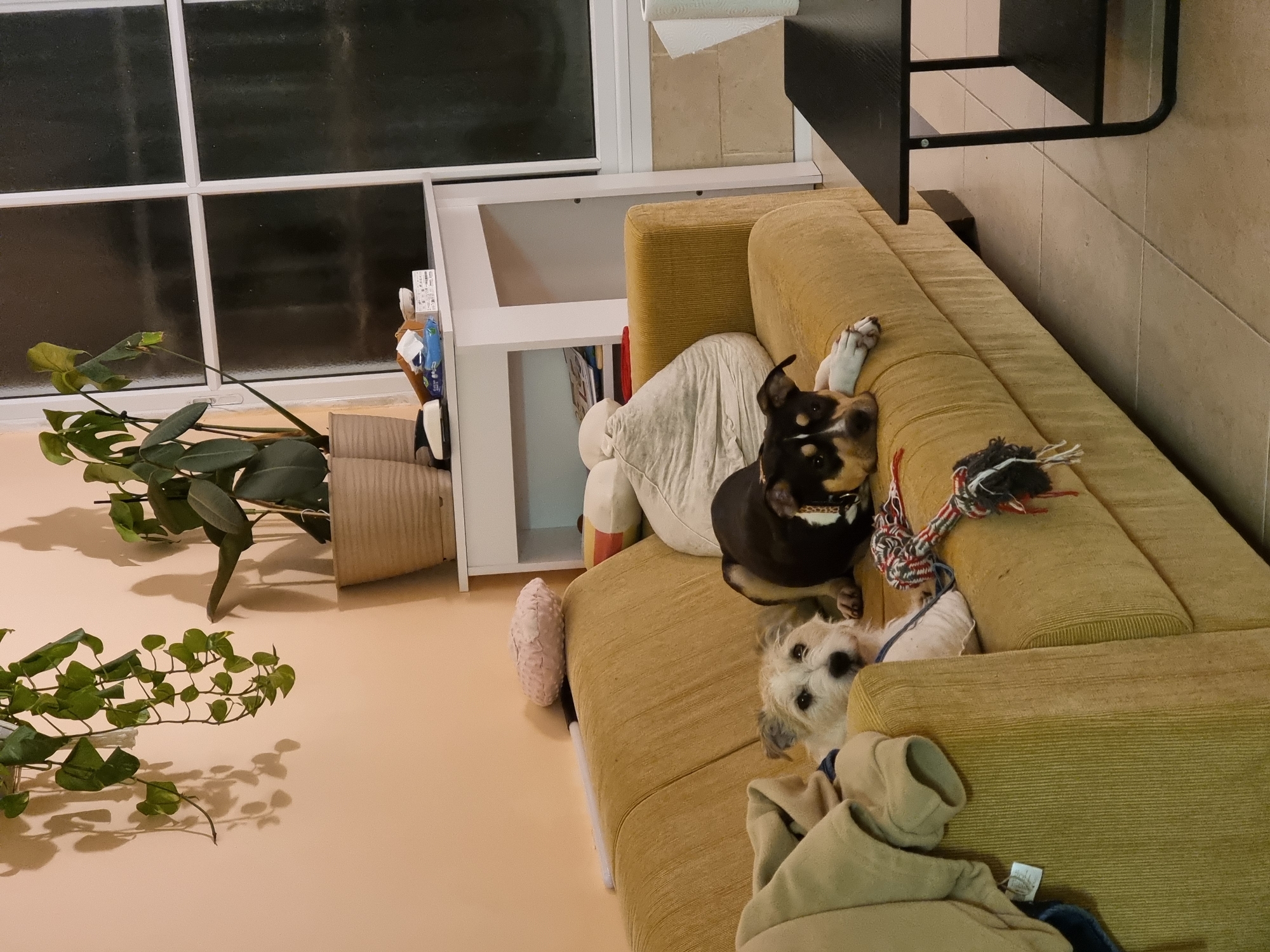 The scene depicts an indoor domestic environment, identified as a residence in Tel-Aviv, Israel. A mustard-yellow, ribbed fabric sofa occupies the central and left portions of the frame. Two canines are resting on the sofa. On the left, a light-colored, shaggy-haired terrier-type dog is semi-recumbent, with its head resting on the sofa's armrest, looking towards the viewer. To its right, a black, white, and tan dog, possibly a bull breed mix, lies prone on the sofa, head slightly raised and facing right, with its front paws extended. A colorful rope chew toy rests on the sofa between the two dogs. A light-colored hooded garment is draped over the left armrest of the sofa.
Against a light peach-colored wall behind the sofa, a white console table holds two potted plants, one with broad, dark green leaves and another with lighter foliage. Miscellaneous small items are scattered on the table's surface. A multi-paned window with white frames is visible on the far right, beyond the table, appearing dark suggesting nighttime. A trailing green plant hangs from the upper left wall, casting distinct shadows. On the floor in the lower right, a small black side table with two tiers holds a roll of white paper towels on its top surface. The floor is covered with light-colored square tiles. A round, textured pink pillow and a light-colored beanbag pillow are also visible on the sofa's backrest.