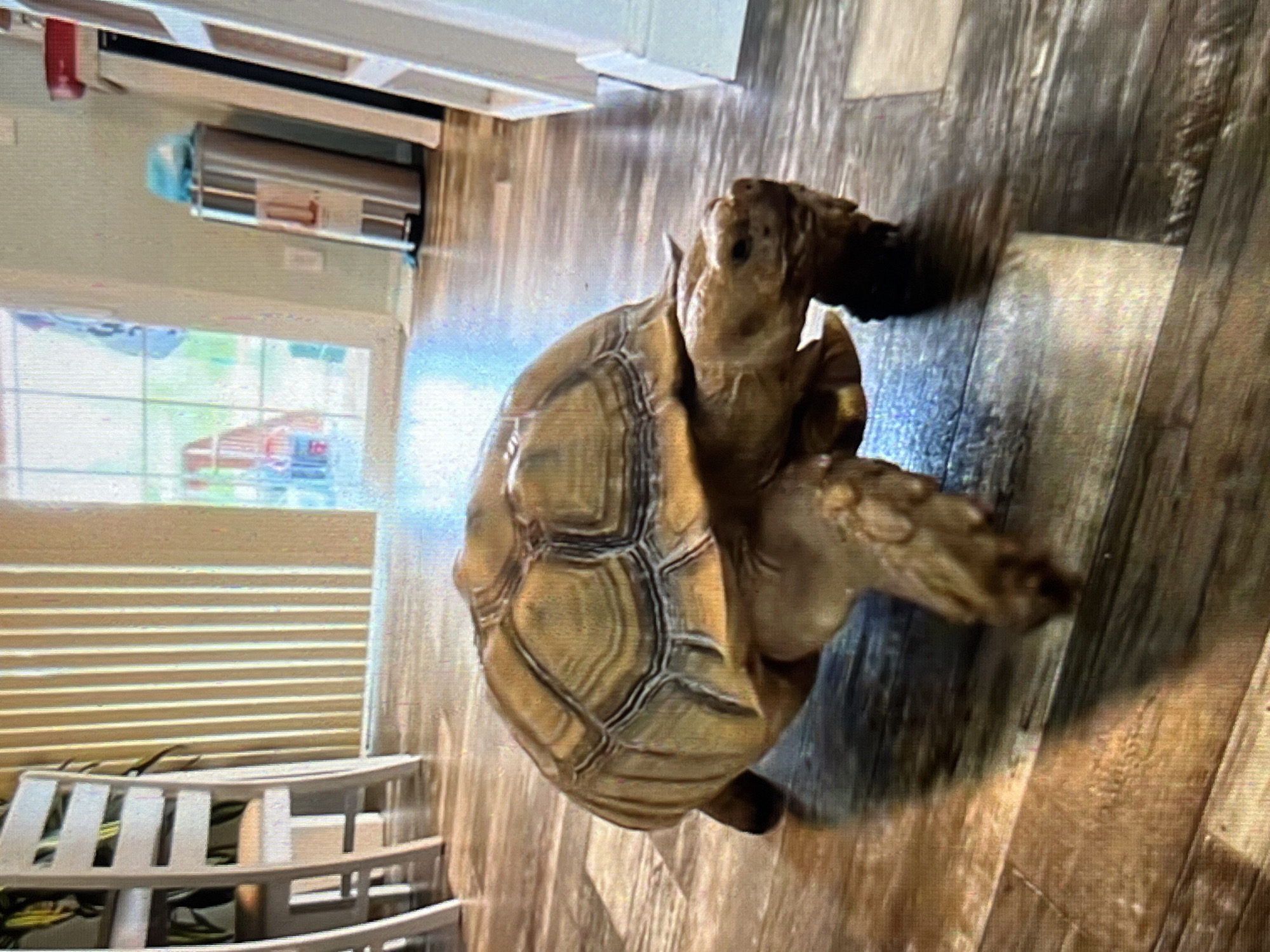 The scene depicts a large tortoise, likely a Sulcata species, walking across a wooden plank floor inside a residential setting in the city of Tinaquillo, Venezuela. The tortoise is positioned centrally, facing towards the right, with its head slightly extended and its front right leg lifted in mid-stride. Its prominent scutes display natural patterns and varying shades of tan and brown. In the left background, two white, ladder-back dining chairs are visible in front of vertical window blinds. Through the blinds and window, faint greenery is discernible. In the right background, a tall, cylindrical stainless steel trash can with a dark lid and a foot pedal stands against a light-colored wall; a light blue object is partially visible within its opening. Further to the right, a white wall or cabinet structure is partially visible. The floor consists of multi-toned wooden planks, exhibiting shades of gray, brown, and tan, and reflects ambient light originating primarily from the window area. No people or other animals are present.