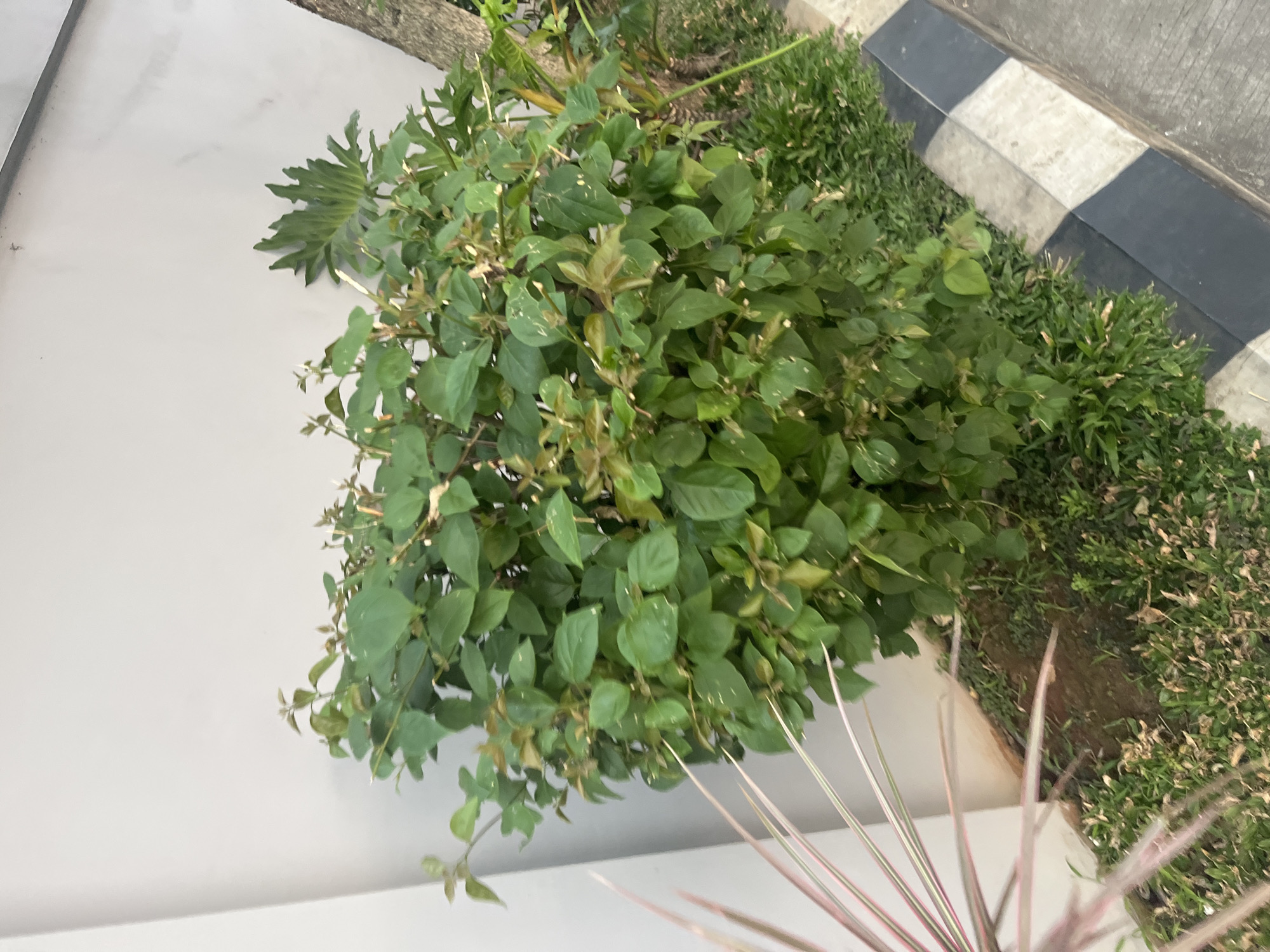A dense, green shrub with some brown, dried leaves is situated in front of a light gray wall. To the right of the shrub, a portion of a tree trunk and some broader green leaves are visible. In the foreground, there is a strip of grass and a paved area with a black and white striped curb. To the left of the shrub, the spiky leaves of a plant with pink and green coloring extend into the frame. The scene appears to be outdoors in a residential or public area, possibly a garden or pathway, consistent with an urban environment in Boja, Indonesia.