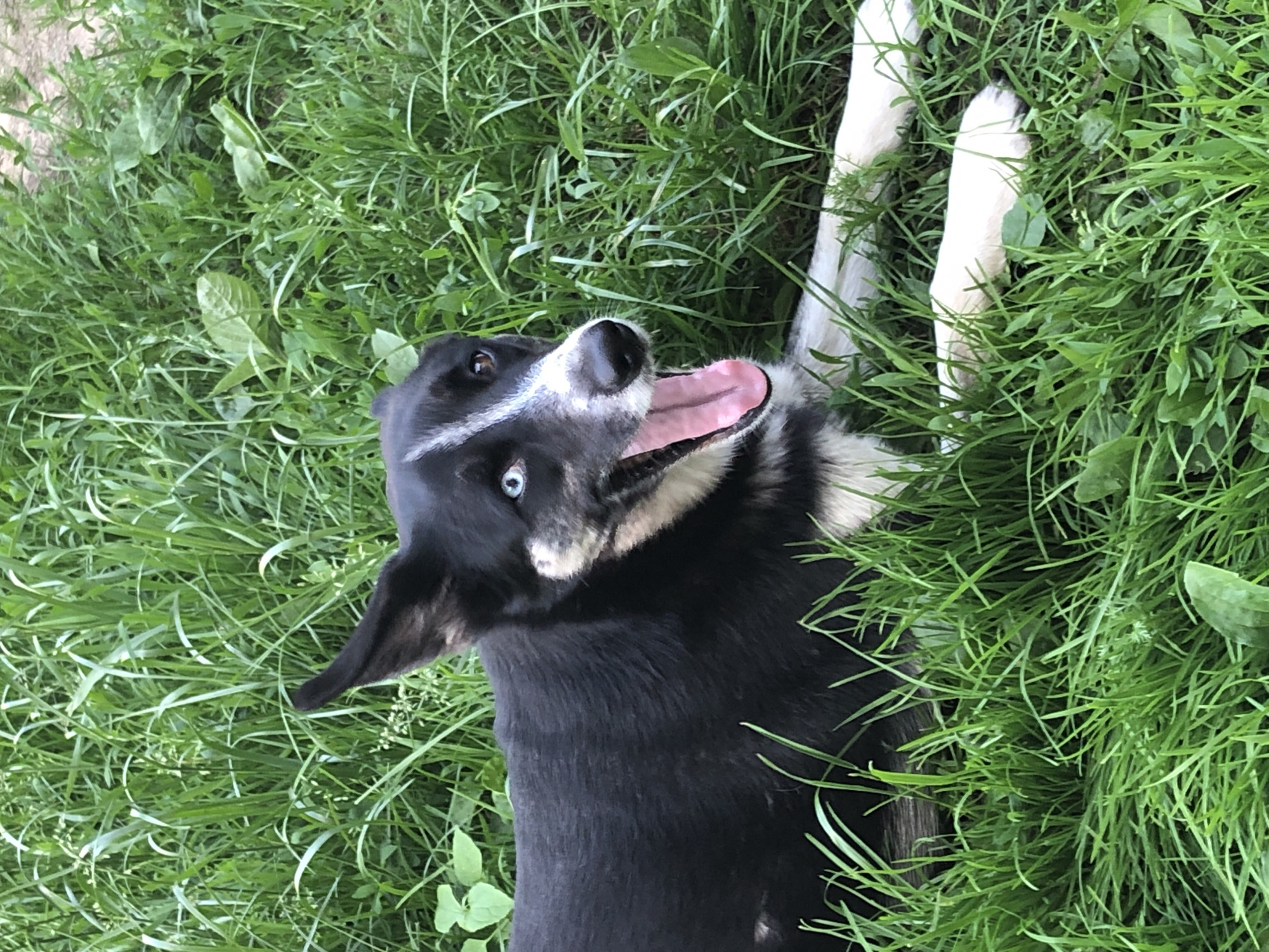 A black and white dog with blue eyes lies on its back in tall green grass, tongue lolling out of its mouth. The dog is facing the camera with its head tilted up. Its fur is black and white, with a white blaze on its forehead and white markings on its legs and chest. The grass is lush and green, suggesting a warm, pleasant day. The image appears to have been taken outdoors, possibly in a park or a backyard. The overall mood of the image is playful and happy, with the dog appearing to be enjoying itself. There is no visible text in the image. The context provided indicates the location is Khmilnytsia, Ukraine.