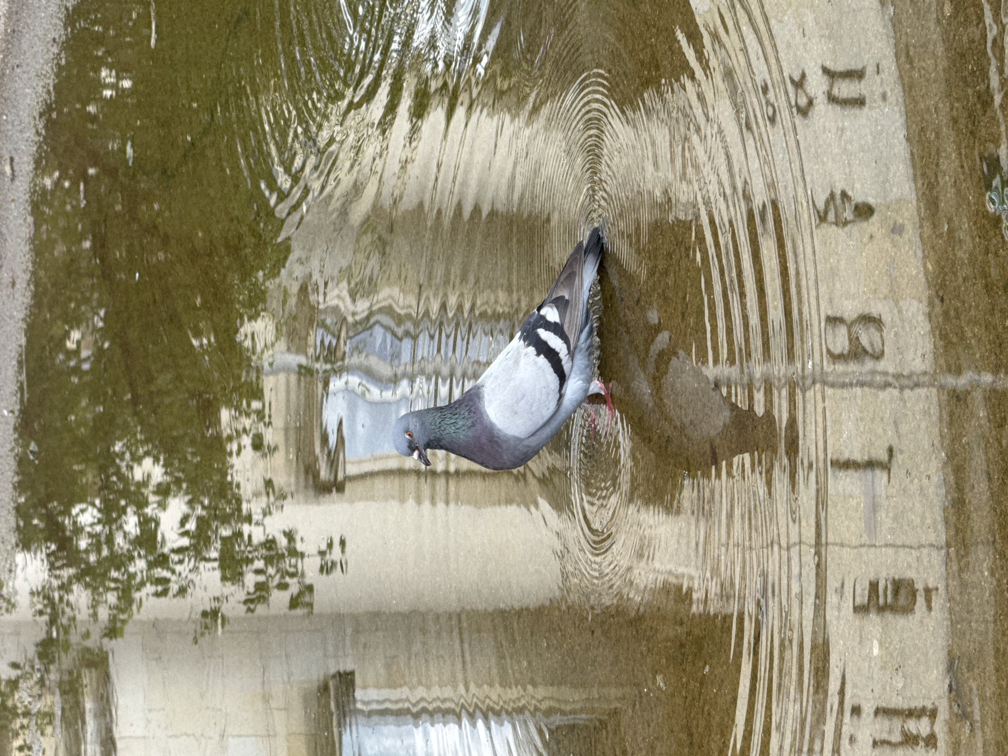 A pigeon stands in a shallow puddle on a stone surface, possibly a pavement or plaza. The pigeon is mostly grey with iridescent green and purple on its neck, and black markings on its wings and tail. It is facing to the left, with its beak slightly open. The water in the puddle is murky and reflects the surrounding environment, including building facades with columns and arched windows. The reflection also shows green foliage from trees. Concentric ripples emanate from the pigeon's feet in the water. The stone surface beneath the water is visible, showing some texture and faint markings that appear to be numbers or letters, hinting at a historical or public space. The image is taken from a slightly elevated angle, looking down at the pigeon and the puddle. The overall impression is a moment of quiet observation of urban wildlife in a reflective, somewhat abstract setting. This scene is likely located in Sofia, Bulgaria, given the architectural style suggested by the reflections.