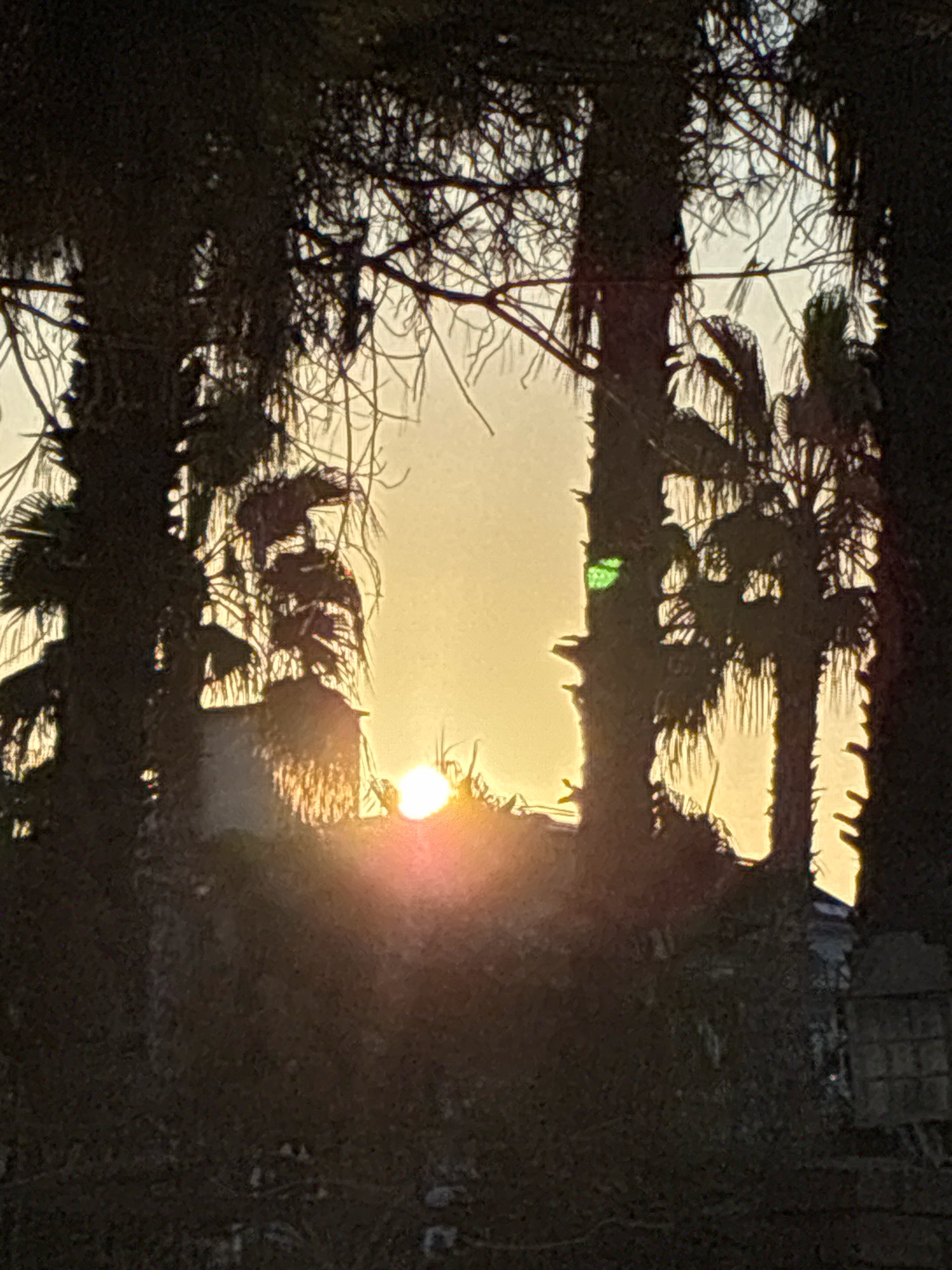 The image depicts a sunset viewed through silhouetted palm trees in Alanya, Turkey. The sun, a bright orange orb, is low on the horizon, casting a warm glow. The trees are dark silhouettes against the pale yellow sky, with their fronds and branches creating a natural frame for the scene. Some leafy vegetation and structures are visible in the foreground and midground, also in silhouette. The overall impression is one of a tranquil evening in a tropical or sub-tropical setting.