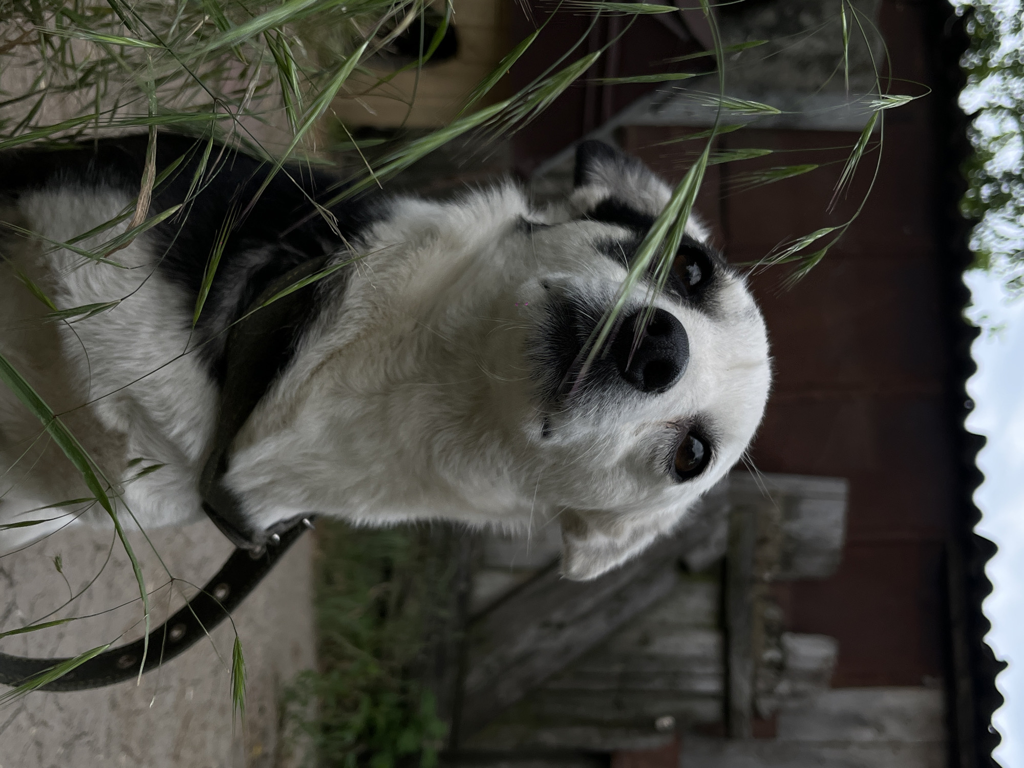 A medium shot, eye-level, outdoor photograph shows a black and white dog looking up with a black collar. The dog is in the foreground, partially obscured by tall green grass. Behind the dog is a dark, weathered wooden fence and a dark red, corrugated metal structure. The ground is dirt and gravel. The sky is overcast and gray.