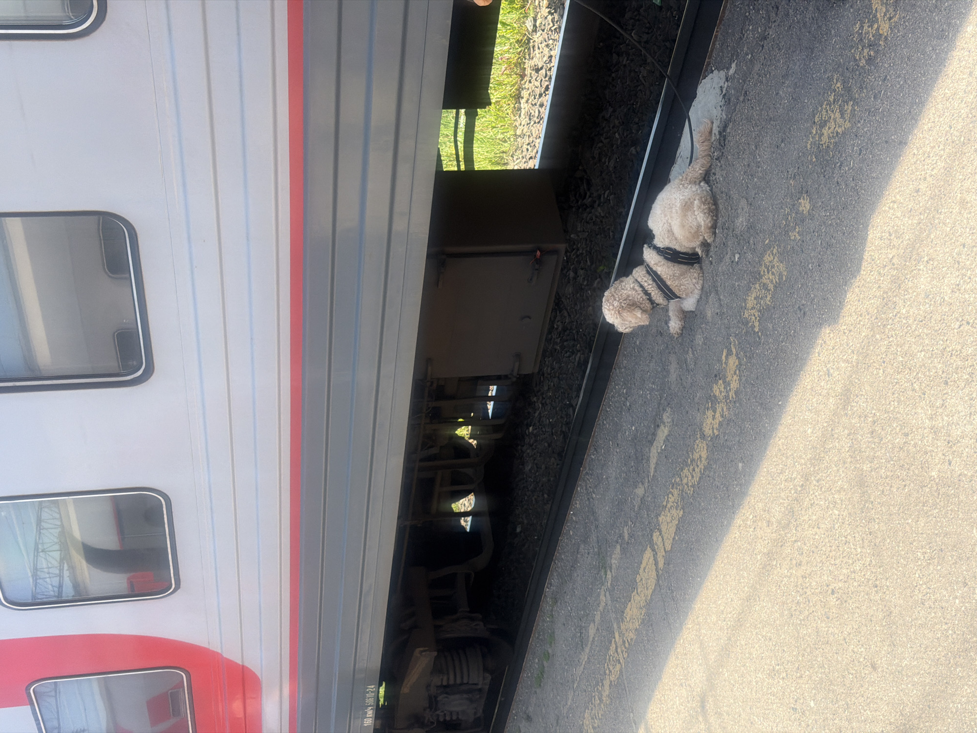 A medium-sized, light-colored, curly-haired dog lies on its side on a paved train platform, facing away from the camera. The dog is wearing a black harness. Behind the dog, a train car with white and red horizontal stripes is visible, with its undercarriage and wheels on the train tracks. The train is parked at a station. The ground is a mix of asphalt and gravel. Yellow markings are present on the asphalt. The environment suggests an outdoor setting at a train station. The image was taken in Kanash, Russia.