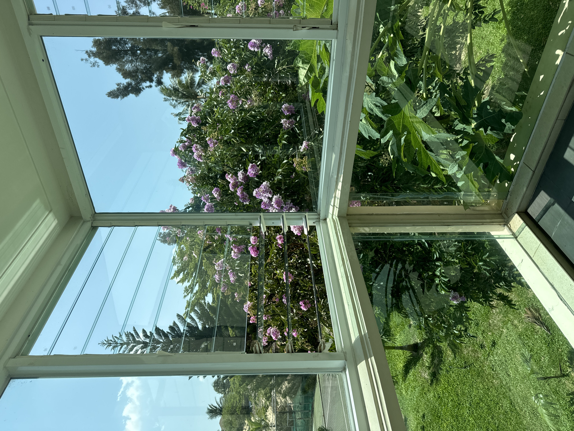 This image provides a view from inside a room with a large window structure looking out onto a lush, green outdoor environment. The window is composed of multiple panes, some of which are angled, creating a corner view.
The exterior scene features a vibrant landscape. In the mid-ground, a dense bush with clusters of small, light purple flowers is prominent. Behind this flowering bush, tall trees with dark foliage are visible, reaching towards a clear blue sky dotted with a few white clouds. A tall, thin pine-like tree stands to the left, its silhouette distinct against the sky. In the further background, on the left side, a glimpse of what appears to be a tennis court with green surfaces and white lines can be seen. Beyond the tennis court, the landscape slopes upwards with sparse vegetation and a hint of structures, suggesting a hilly or elevated terrain. The foreground, viewed through the lower panes of the window, shows a well-maintained, bright green lawn and large, broad-leafed plants, possibly papaya trees, with their characteristic large, lobed leaves. Sunlight casts shadows on the lawn, indicating it is a bright day.
The location is identified as Phu Thuy, Vietnam. The overall impression is one of a tranquil, tropical setting, viewed from a sheltered interior space. There are no people or animals visible in the image. The window structure itself appears to be made of white-painted frames and clear glass panes, some of which have horizontal louvers.