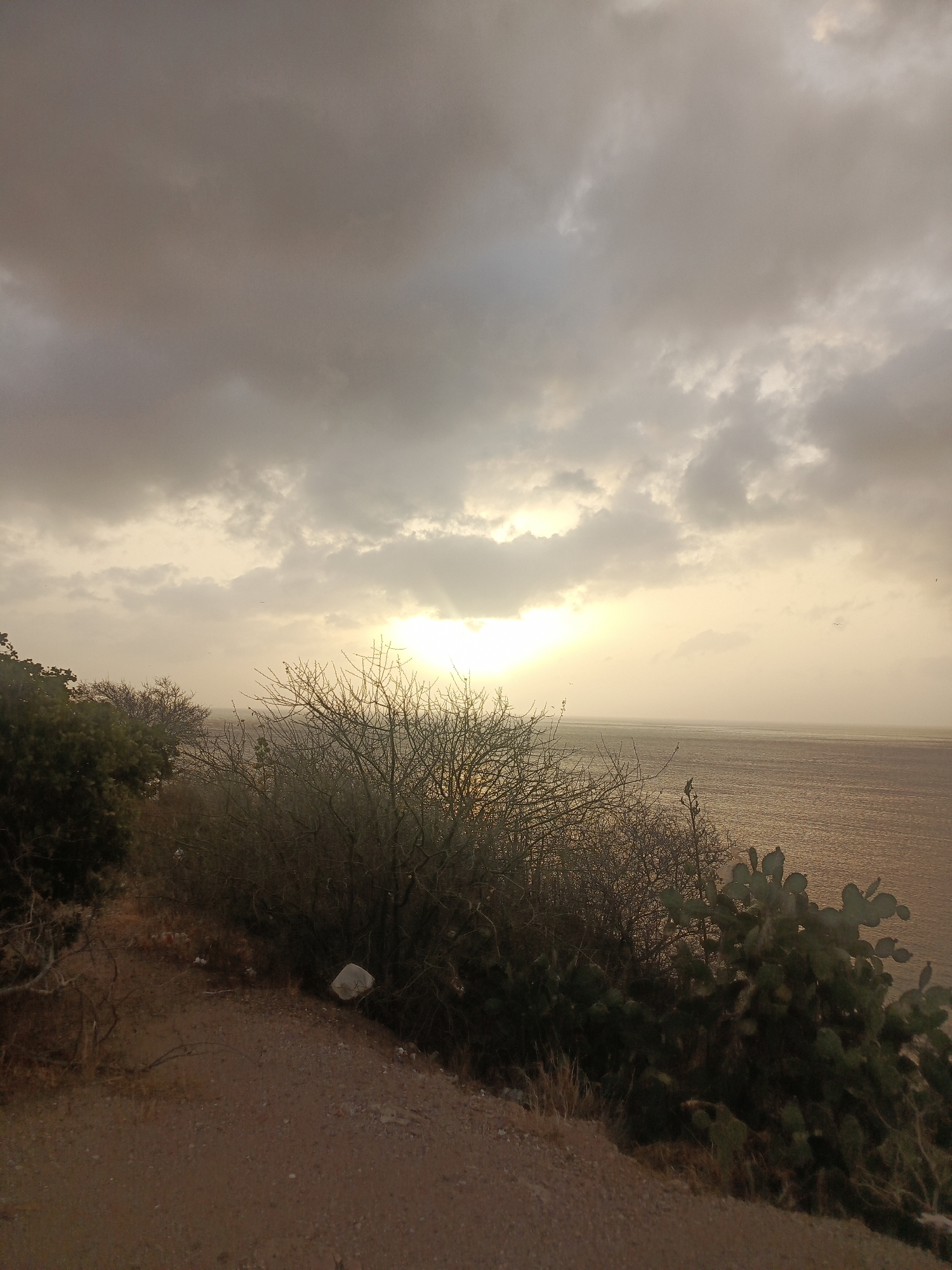 This photograph captures a serene coastal landscape at either sunrise or sunset, likely in Juan Griego, Venezuela. The scene is dominated by an expansive, overcast sky filled with heavy, textured clouds that range from dark grey to soft, warm beige and yellow tones. The sun is low on the horizon, partially obscured by the cloud cover, but emitting a bright, diffused glow that spreads across the sky and reflects subtly on the calm body of water below.
In the foreground, a hillside slopes gently downwards from the left, covered with a mix of dense, dry-looking bushes and trees, many appearing bare-branched and silhouetted against the lighter background. On the far right, a cluster of large prickly pear cacti is prominently featured. A narrow, unpaved dirt path or track runs along the lower left edge of the frame. A few light-colored objects, possibly rocks or debris, are scattered on the ground near the path.
The body of water, likely the sea, stretches towards a hazy horizon, reflecting the subdued light from the sky. There are no people, animals (other than possibly a few distant birds as tiny specks in the sky), or identifiable structures visible. The overall atmosphere is one of tranquil solitude, characteristic of a natural coastal setting at the cusp of day or night. No visible text is present in the image.