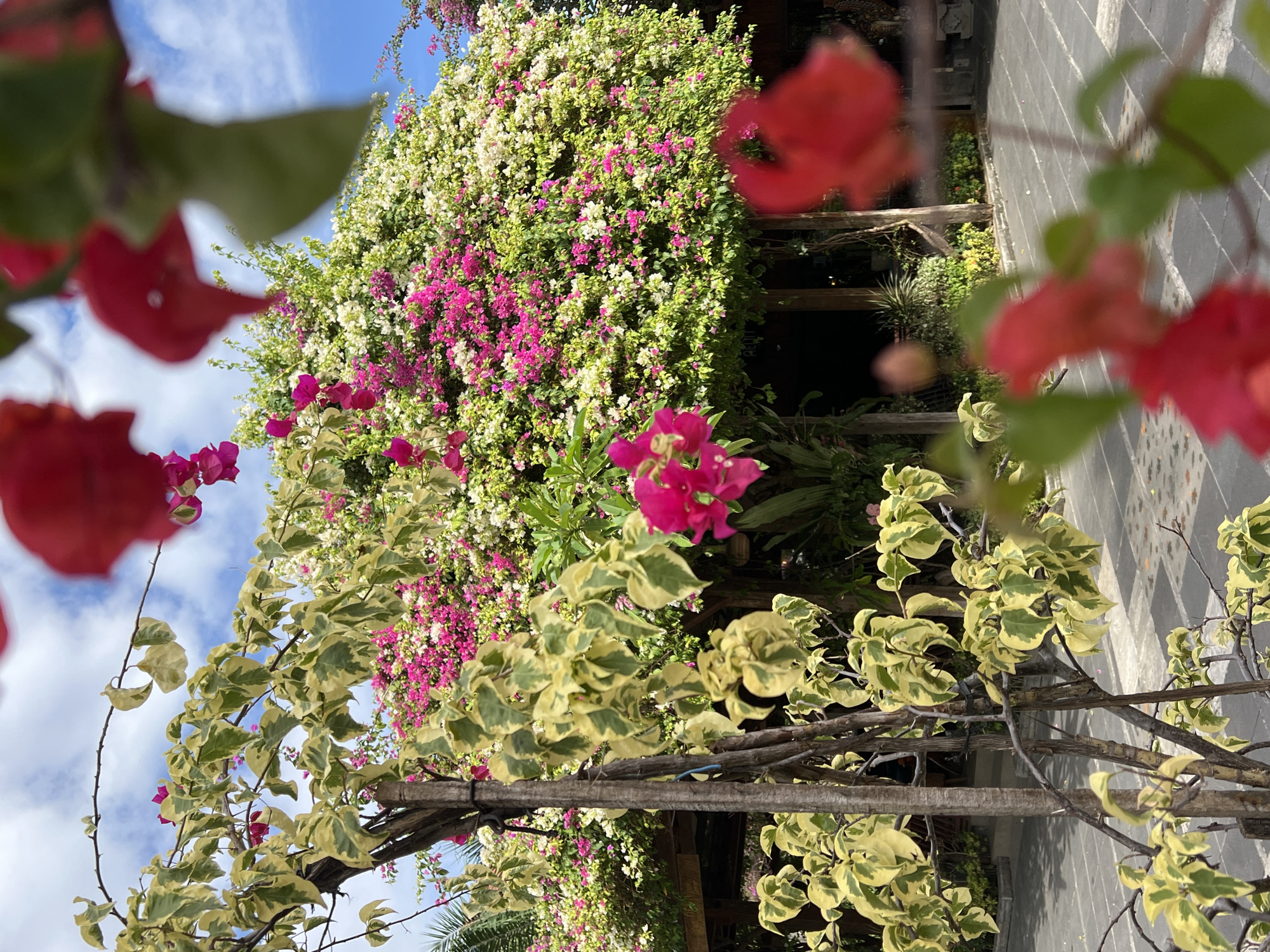 The image depicts a lush garden scene, likely within the city of Denpasar, Indonesia, as the image includes various tropical plants and flowers common to the region.
The foreground contains a woody vine with light green and cream-colored variegated leaves. Bright pink bougainvillea flowers are interspersed among the leaves, some out of focus, suggesting depth of field.
Behind the foreground vine is a dense wall of greenery, dominated by white and pink bougainvillea flowers. The flowers are mixed, creating a vibrant display. The plants seem to be climbing a wooden structure.
In the background, there's a hint of a structure, potentially a building or a shaded area, adding depth to the scene. The sky is visible in the upper left corner, featuring a combination of blue and wispy clouds.
Overall, the image portrays a flourishing garden environment with a mix of colors and textures, characteristic of the tropical climate of Denpasar.