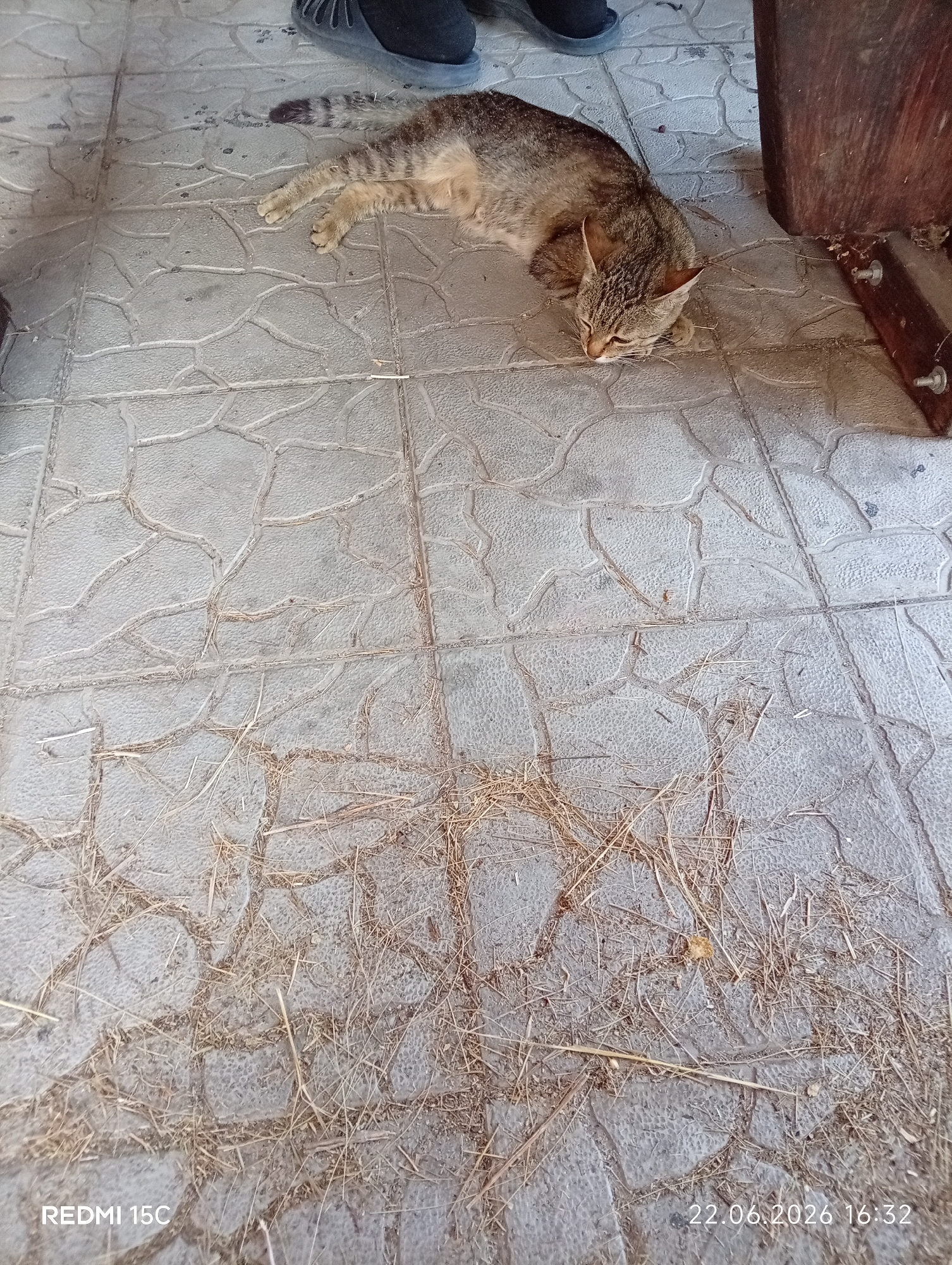 A tabby cat is lying on a tiled outdoor surface. The tiles are light gray and have a raised, textured pattern. The cat is lying on its side with its paws extended. There are some dry grasses and debris scattered on the tiles around the cat. In the background, part of a dark-colored shoe or boot is visible, as well as a wooden object that appears to be part of furniture or a structure, with metal fasteners. The image appears to be taken outdoors in an urban or semi-urban setting, possibly a courtyard or patio area. The timestamp "22.06.2026 16:32" is visible in the bottom right corner. The text "REDMI 15C" is visible in the bottom left corner, indicating the device used to capture the image. There is no visible indication of the specific location in Mykolaivka, Ukraine.