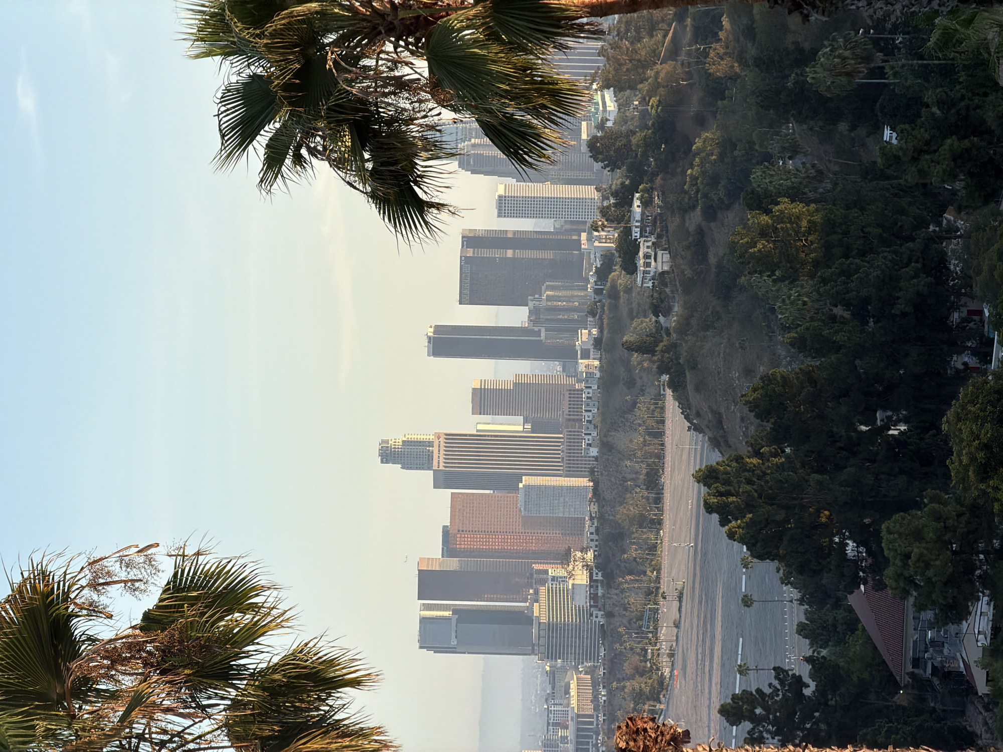 A vertical, medium-shot, outdoor, daytime, eye-level view captures the Los Angeles skyline from a distance, framed by the fronds of two palm trees. The sky is a pale blue with a hazy yellow tint near the horizon, indicating the time of day is likely late afternoon or early morning. A large, empty parking lot occupies the middle ground, marked with white lines and dotted with scattered palm trees. Beyond the parking lot, a dense, tree-covered hillside slopes upwards, punctuated by a few white buildings. The foreground features the lush, green leaves of palm trees, with one on the left and another on the right, their fronds reaching into the frame.
The Los Angeles skyline, a collection of various-sized skyscrapers, dominates the background. Notable buildings include the U.S. Bank Tower, characterized by its distinctive spire, and the Bank of America Plaza, identifiable by its prominent signage. The buildings vary in color and architectural style, with some clad in glass and steel, others in warm-toned materials. A faint airplane is visible in the sky above the cityscape. The overall scene conveys a sense of urban sprawl and natural beauty, with the juxtaposition of the dense city, the open space of the parking lot, and the verdant hillside.