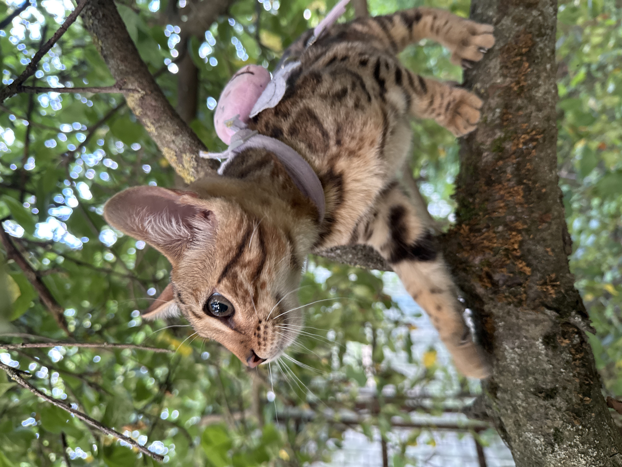 A juvenile Bengal cat with distinctive black spots on its tan fur is perched on a thick, moss-covered tree branch. The cat is facing left, with its head turned slightly upwards and its large, dark eyes focused on something out of frame. Its front left paw is extended forward, in mid-step, while its front right paw is also visible, resting on the branch. A delicate, light-colored harness with a small pink accessory is visible around the cat's neck and back. The background consists of blurred green foliage and dappled sunlight, suggesting an outdoor, natural setting. There is no discernible indication of the city of Rzhev, Russia, in this image.