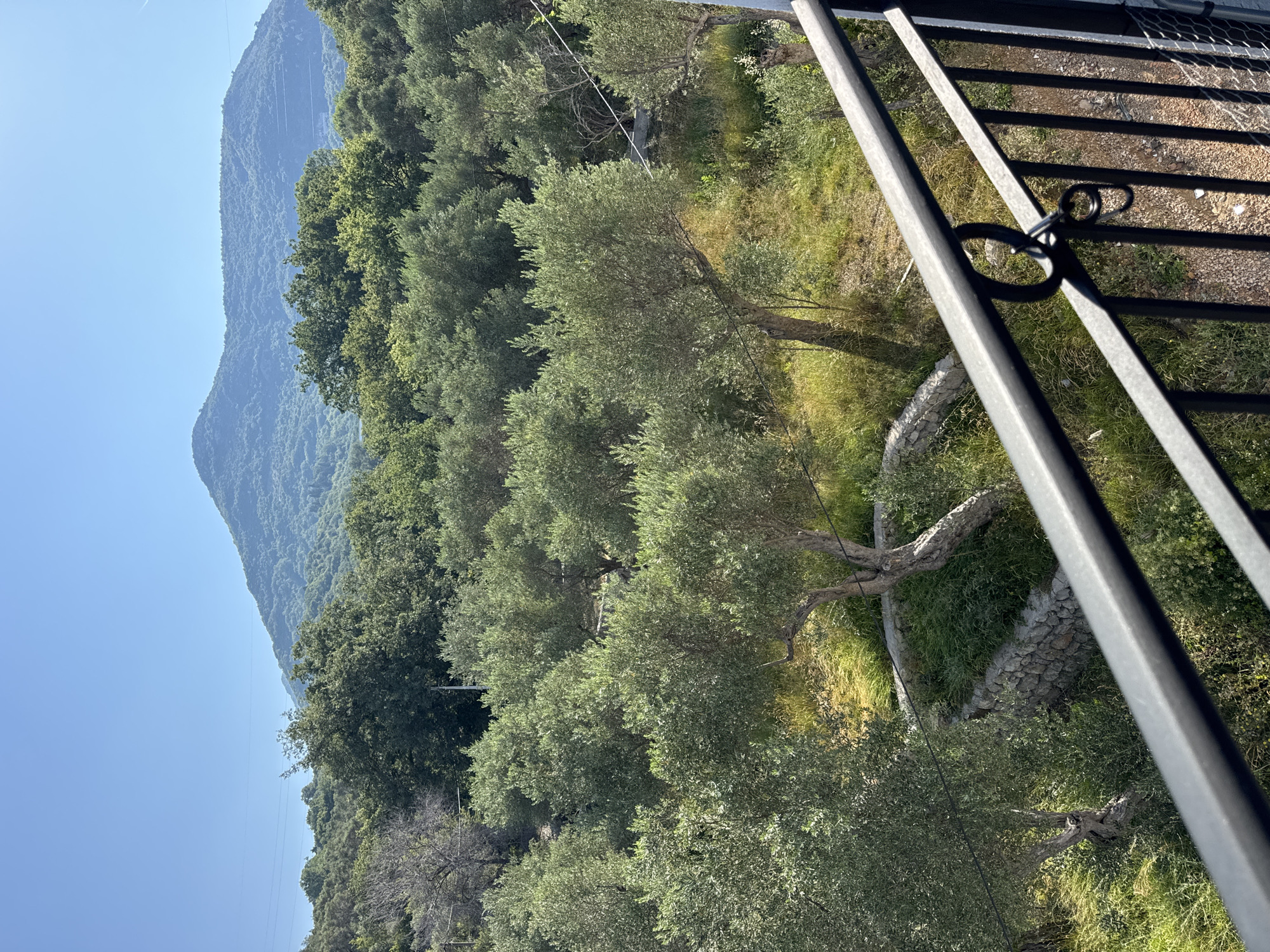 The image is a landscape view taken from a balcony railing, looking out over an olive grove towards a large, tree-covered mountain under a clear blue sky. The olive trees are dense and lush green, with some appearing older and gnarled. The ground beneath the trees is covered in a mix of grass and dry vegetation, with some stone retaining walls visible. In the background, a majestic mountain range dominates the horizon, its slopes covered in a thick forest. The scene suggests a rural or semi-rural setting, likely in a Mediterranean climate. The location is identified as Sustaš, Montenegro.