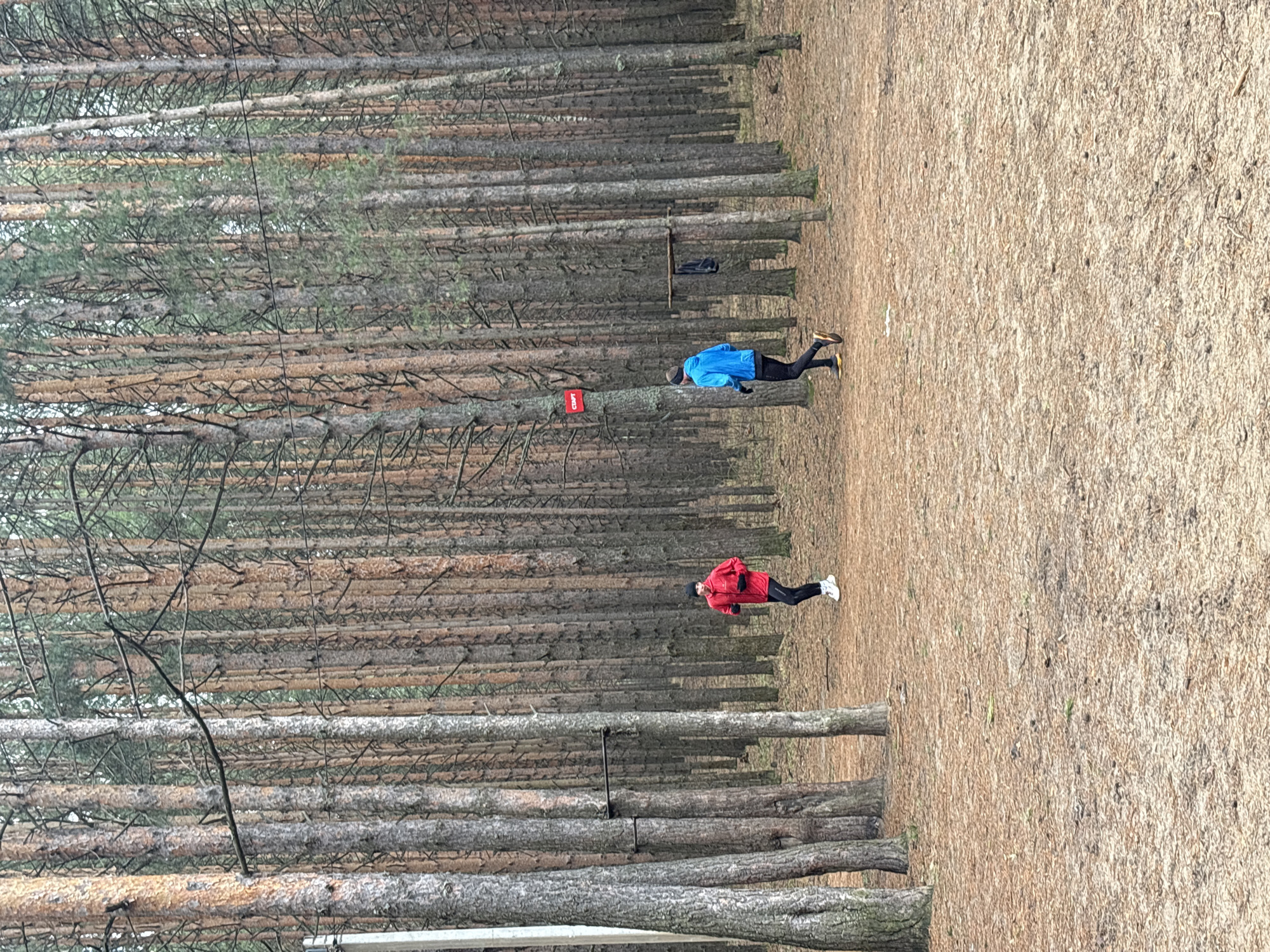 The image depicts an outdoor scene in a dense pine forest, likely during daytime under an overcast sky, given the soft, diffused lighting. The ground is covered in dry, light brown vegetation, consistent with pine needles or dormant grass, suggesting an environment typical of early spring, late autumn, or winter.
Two individuals are present within the forest. On the left side, closer to the foreground, a person wearing a bright blue jacket, dark pants, and what appears to be a dark cap is standing. This individual has light brown shoes. Further back and to the right, a second person is visible, dressed in a red jacket, dark pants, and white shoes. Both individuals appear to be standing or moving through the forest, possibly engaged in an outdoor activity like hiking or orienteering.
The forest consists of numerous tall, slender pine trees with greyish-brown bark and some visible green foliage higher up. The trees are closely spaced, forming a thick natural barrier. Several branches extend horizontally across the frame.
Notable objects include a red rectangular marker or sign attached to one of the tree trunks in the middle ground, near the person in blue. On this sign, Cyrillic letters are visible, appearing to spell "СБОРТ" (SBORT) or similar, though the text is slightly blurry. Further back, hanging from a tree branch between the two individuals, is a dark-colored object that resembles a backpack or bag. The overall setting suggests a remote, natural environment, aligning with the provided location context of Chaikovsky, Russia.