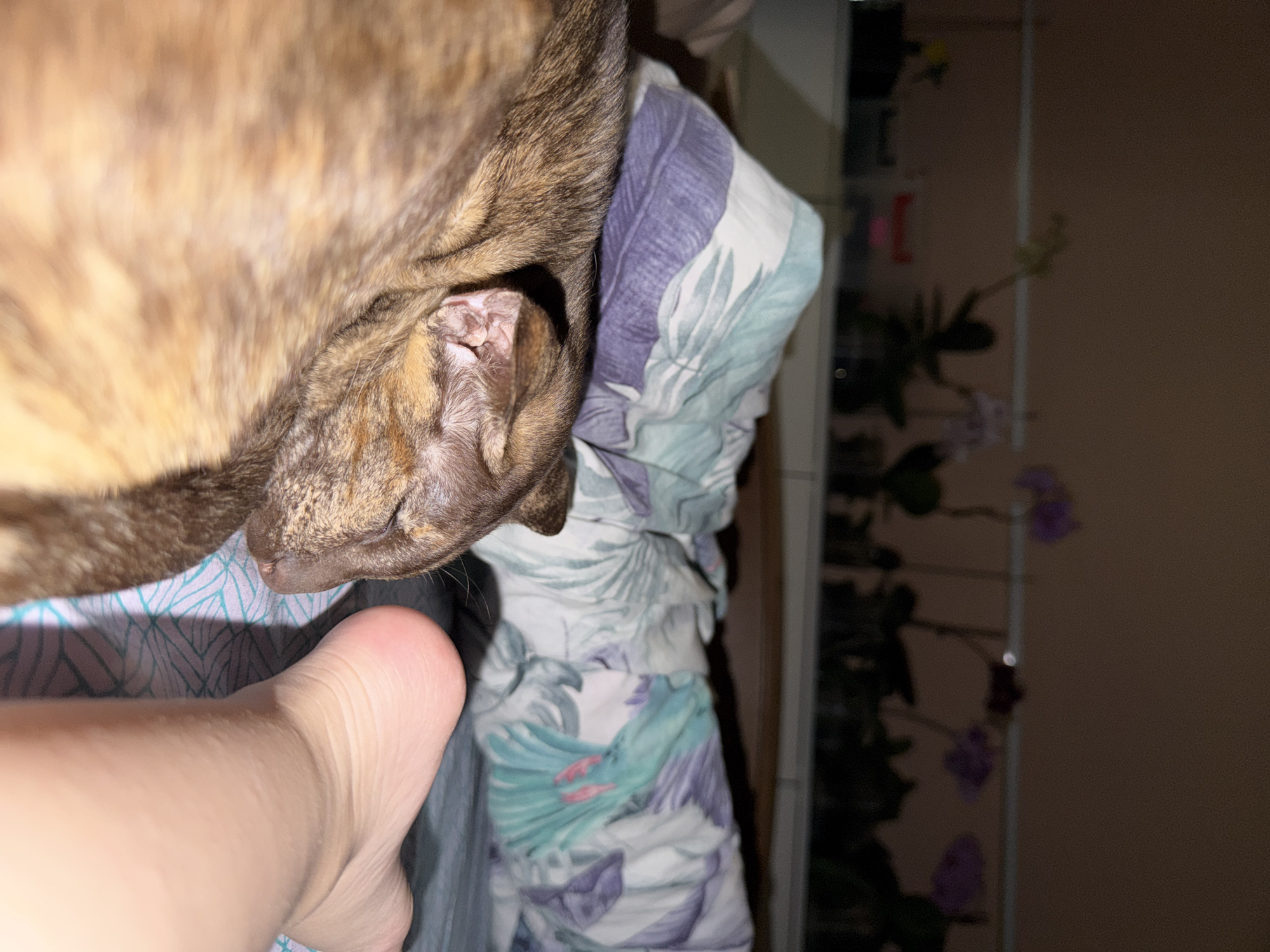 The image depicts a close-up view of a light brown tabby cat asleep on a bed. The cat's head is visible, and its face is pressed against a floral-patterned pillowcase. A person's foot is visible in the lower left corner of the frame. In the background, there is a blurry view of a wall with a plant or climbing vine with purple flowers. The location in the city of Chaikovsky, Russia, cannot be determined from the image alone.