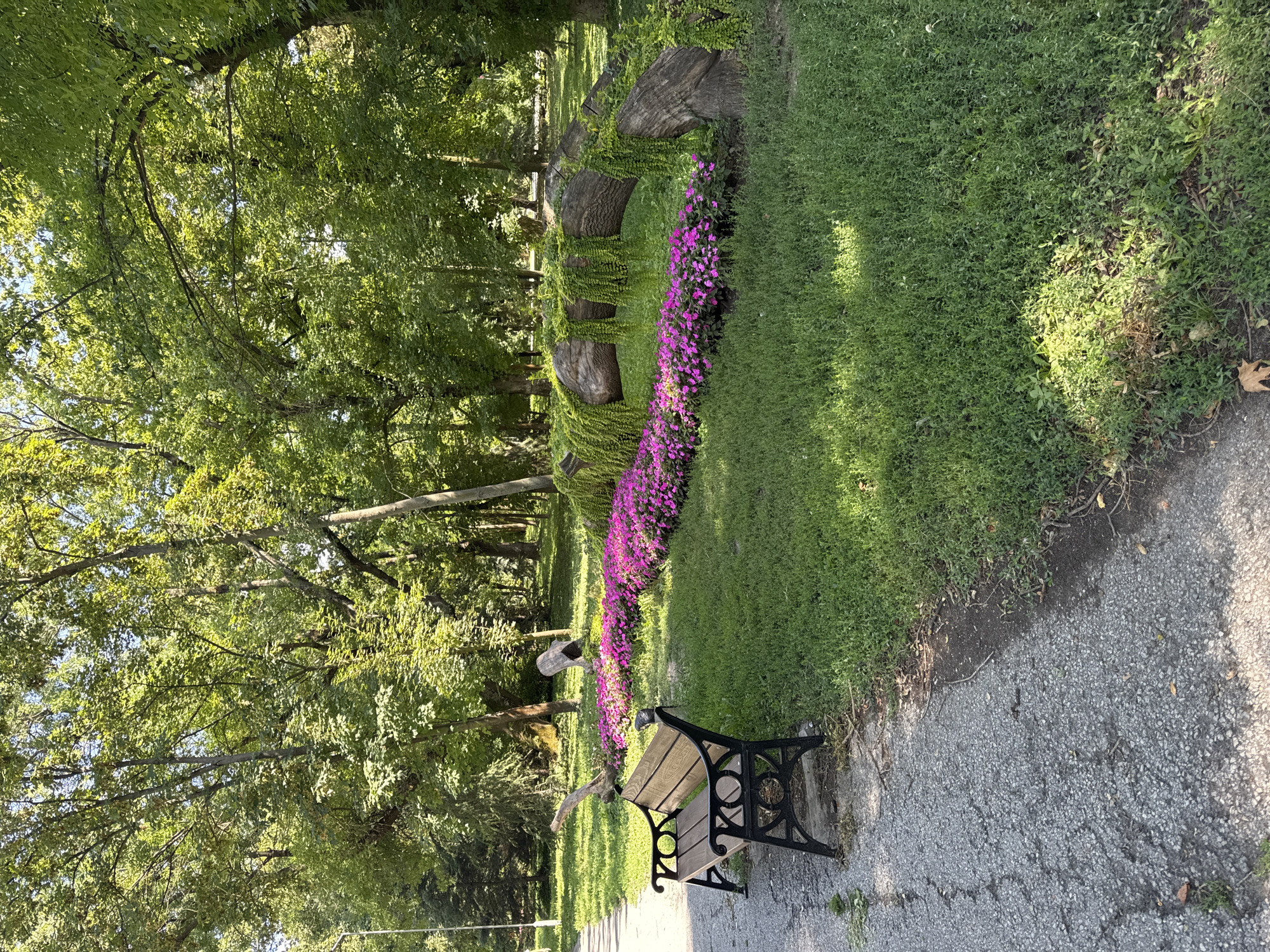 The image depicts a serene park scene in the city of Yambol, Bulgaria. A park bench made of wood and black metal is positioned on the left side of a paved path. Beyond the bench, a vibrant display of pink flowers stretches across a lush green lawn. A large, curved log, covered in green vines, arches over the flower bed, creating a natural canopy. The background is filled with the dense foliage of mature trees, dappled sunlight filtering through their leaves. The environment suggests a well-maintained public space designed for relaxation and enjoyment of nature.