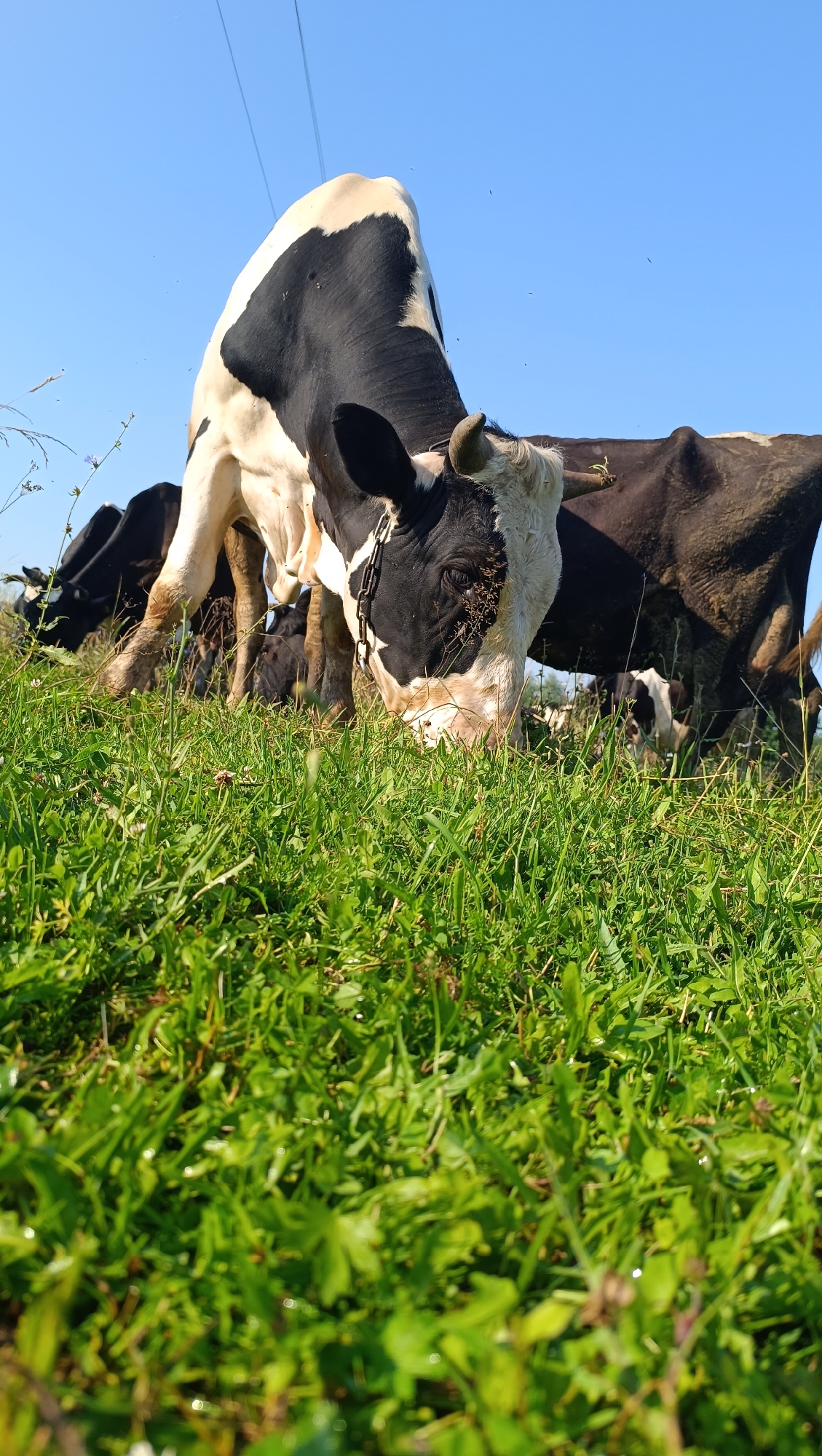 This is a low-angle, full-frame photograph of several cows grazing in a grassy field under a clear blue sky. The foreground is dominated by lush green grass, with some blades appearing dewy. In the mid-ground, a black and white cow is prominently featured, bent down with its head in the grass, appearing to be eating. Its black and white patterned coat is clearly visible, as are its horns and an eye. Behind this cow, other cows, mostly dark brown or black, are also grazing. The background shows more of the field and a bright blue sky with faint power lines stretching horizontally across it. The scene depicts a pastoral setting, likely in a rural area, with no indication of an urban environment such as the city of Karsha, Russia.