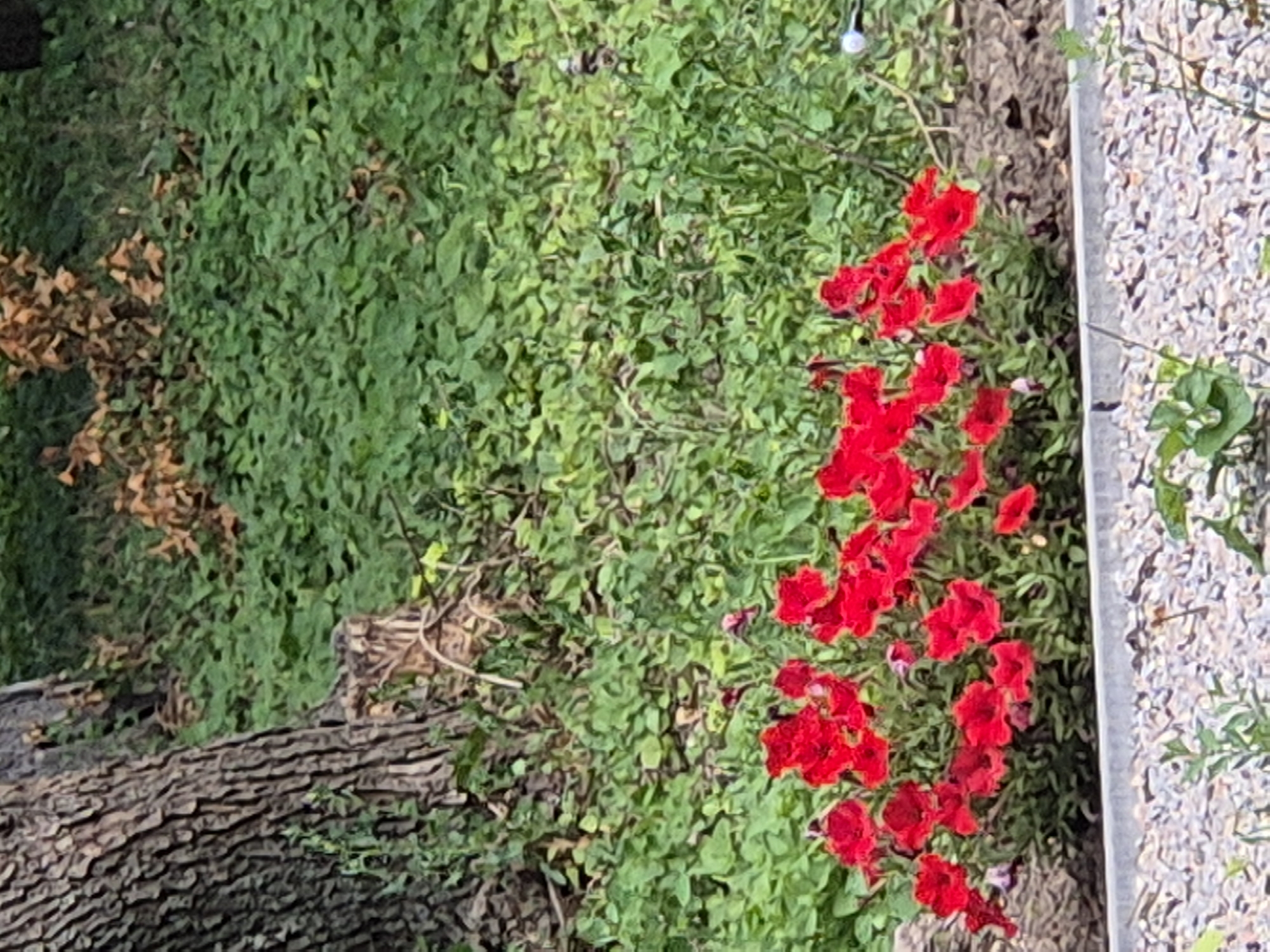 The image depicts a close-up view of a cluster of vibrant red flowers in the foreground, situated near the base of a large tree with rough, textured bark on the left side. The ground surrounding the flowers is covered in lush green foliage, with some patches of dry brown leaves interspersed. The background consists of more dense greenery. The scene appears to be in an outdoor setting, likely a garden or park. No people or animals are visible in the image. The lower portion of the image shows a pathway or border made of small, light-colored gravel. The overall impression is one of natural beauty with a focus on the bright red flowers.